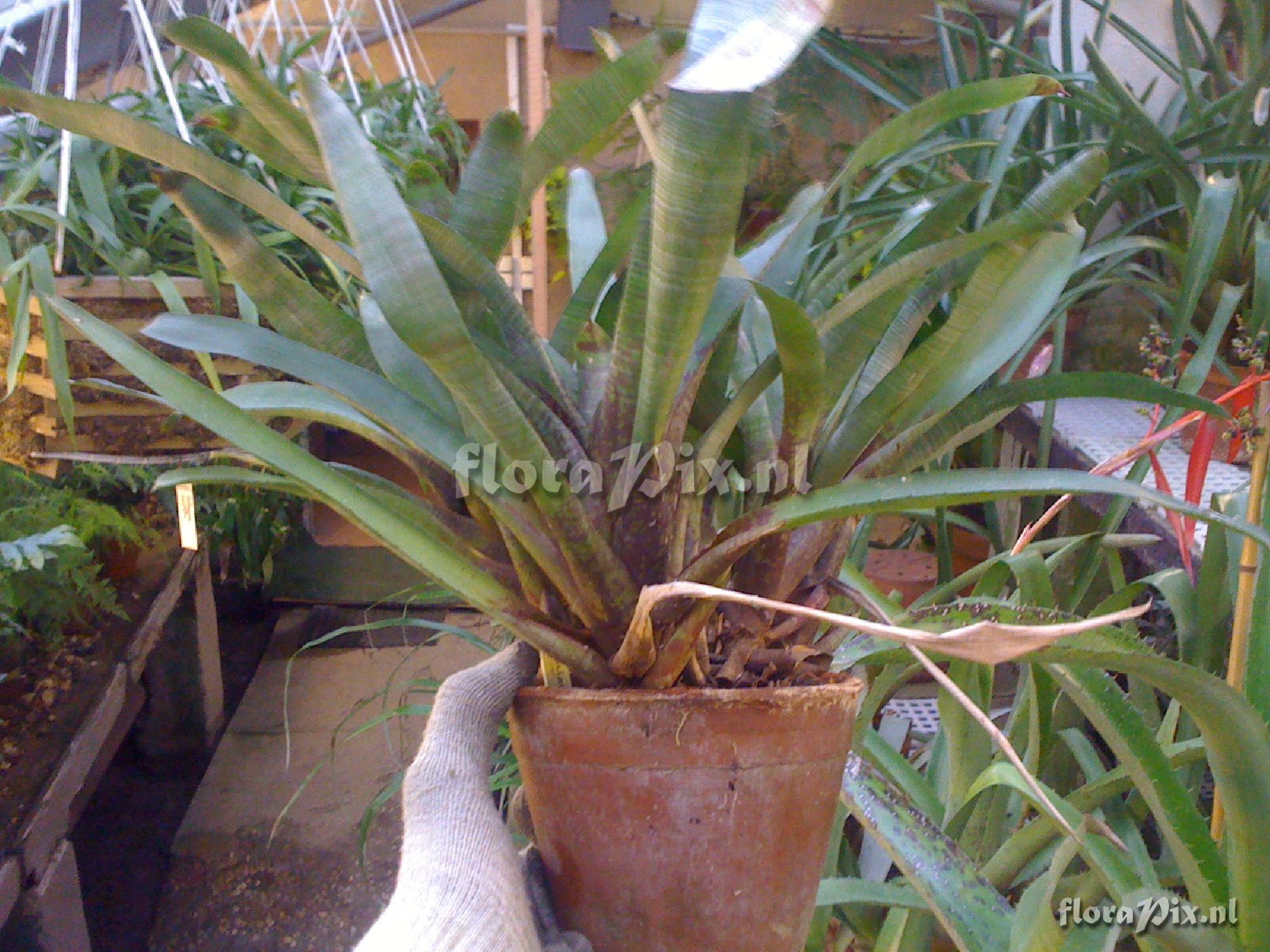 Neoregelia 