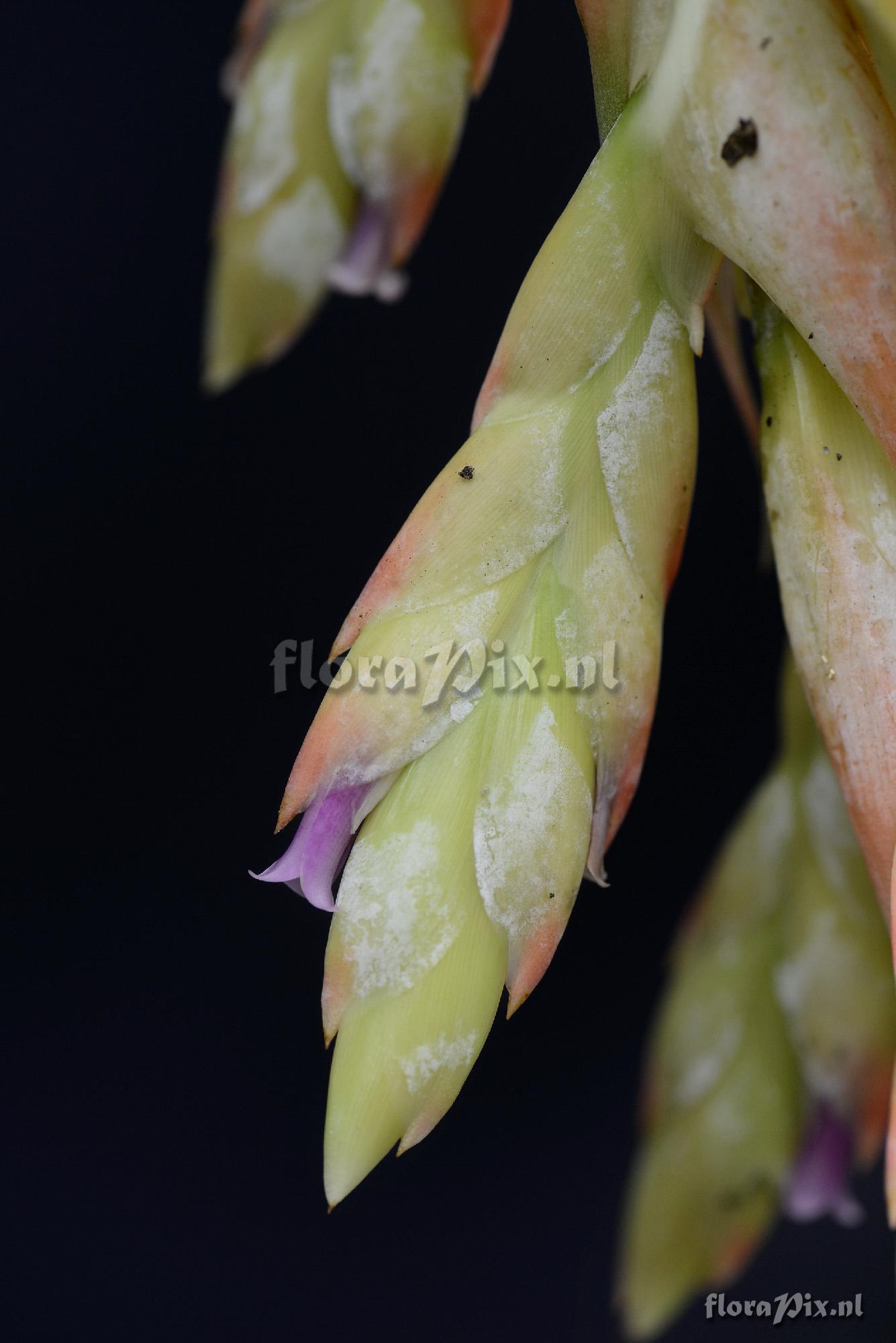 Tillandsia pomachochae