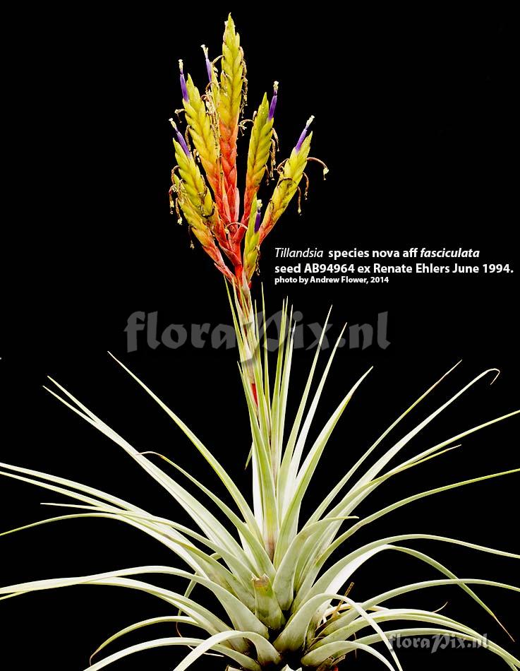 Tillandsia cf. inopinata