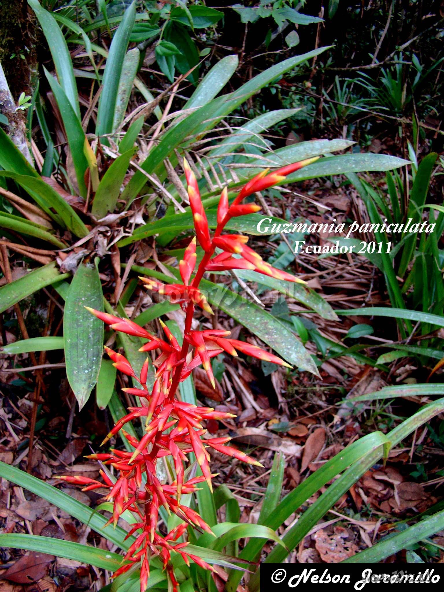 Guzmania paniculata