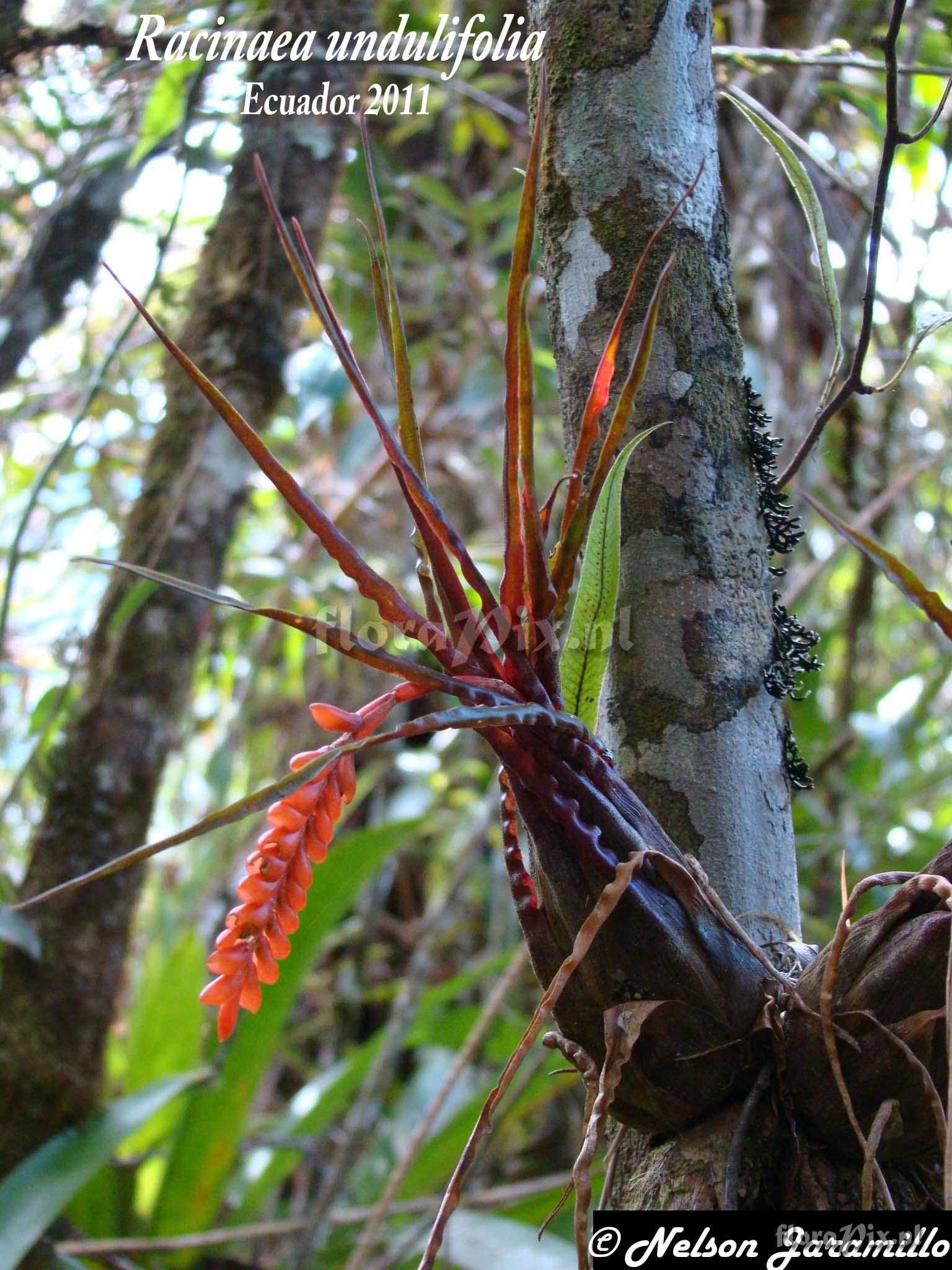 Racinaea undulifolia