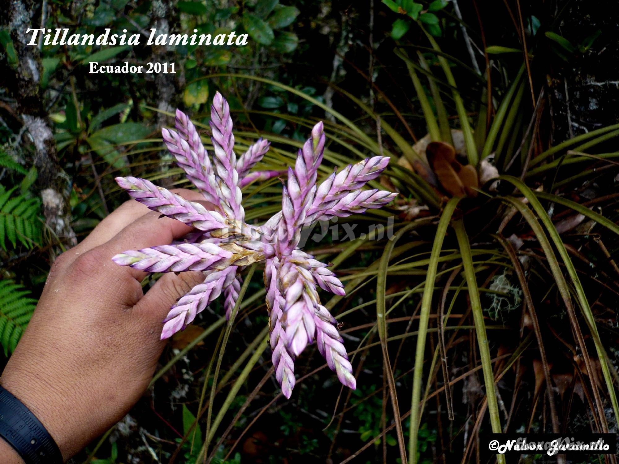 Tillandsia laminata