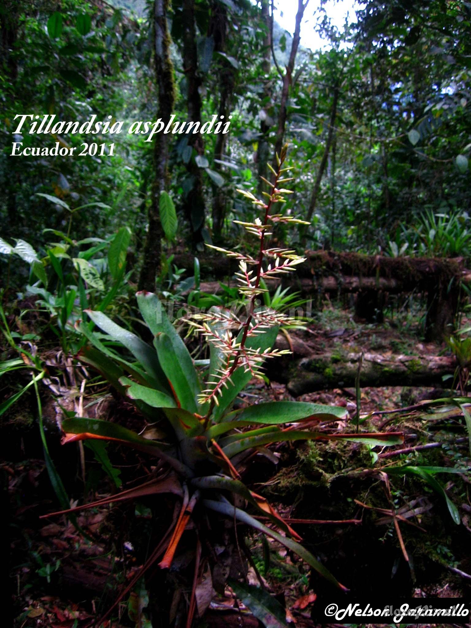 Tillandsia asplundii