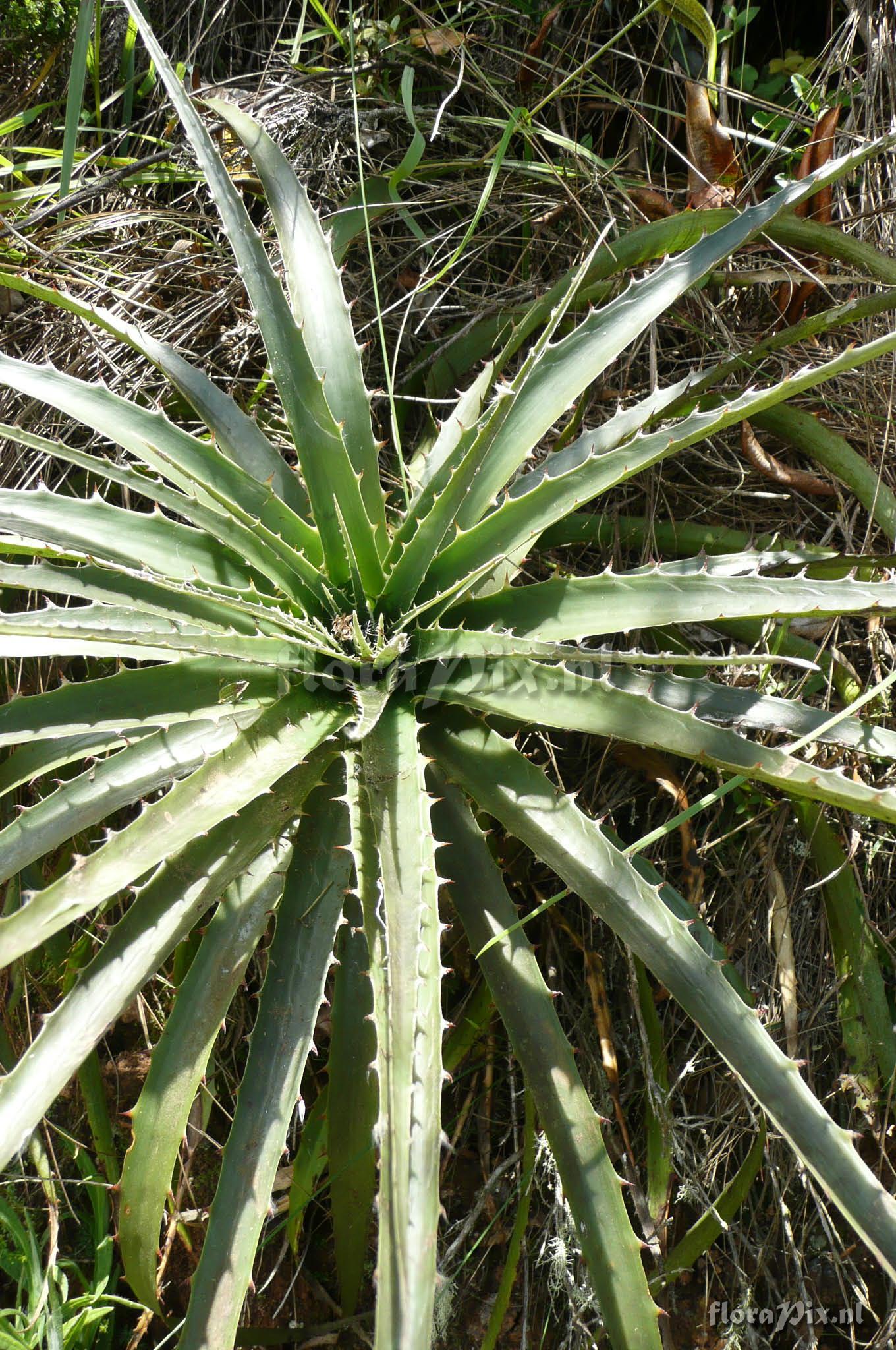 Puya ??