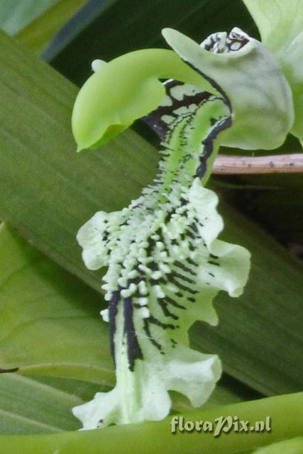 Coelogyne pandurata