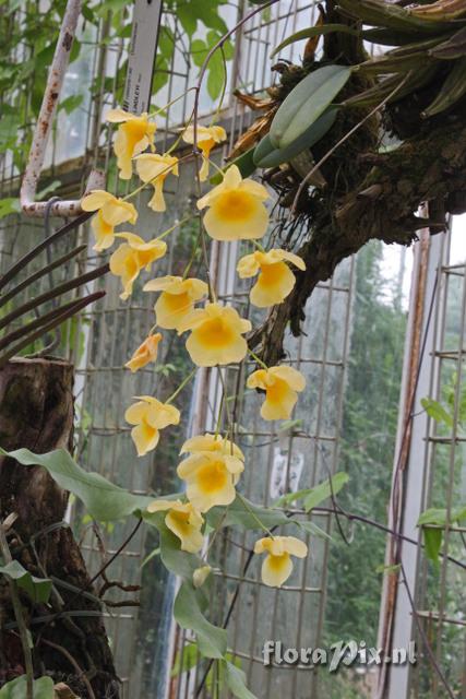 Dendrobium lindleyi