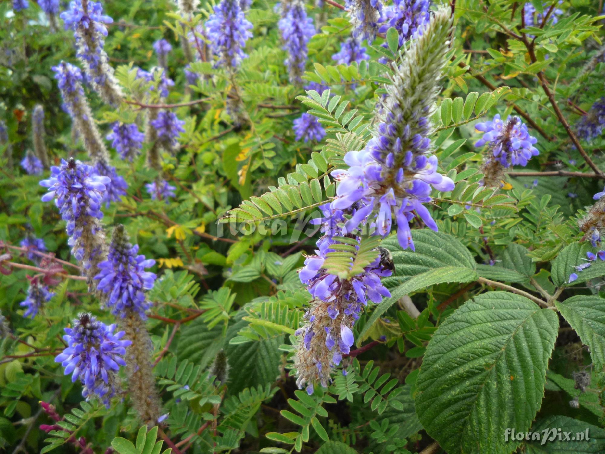 Dalea coerulea ?