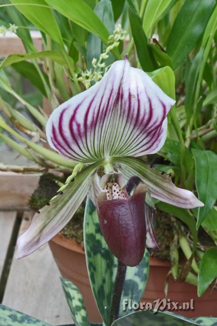 Paphiopedilum sukhakulii