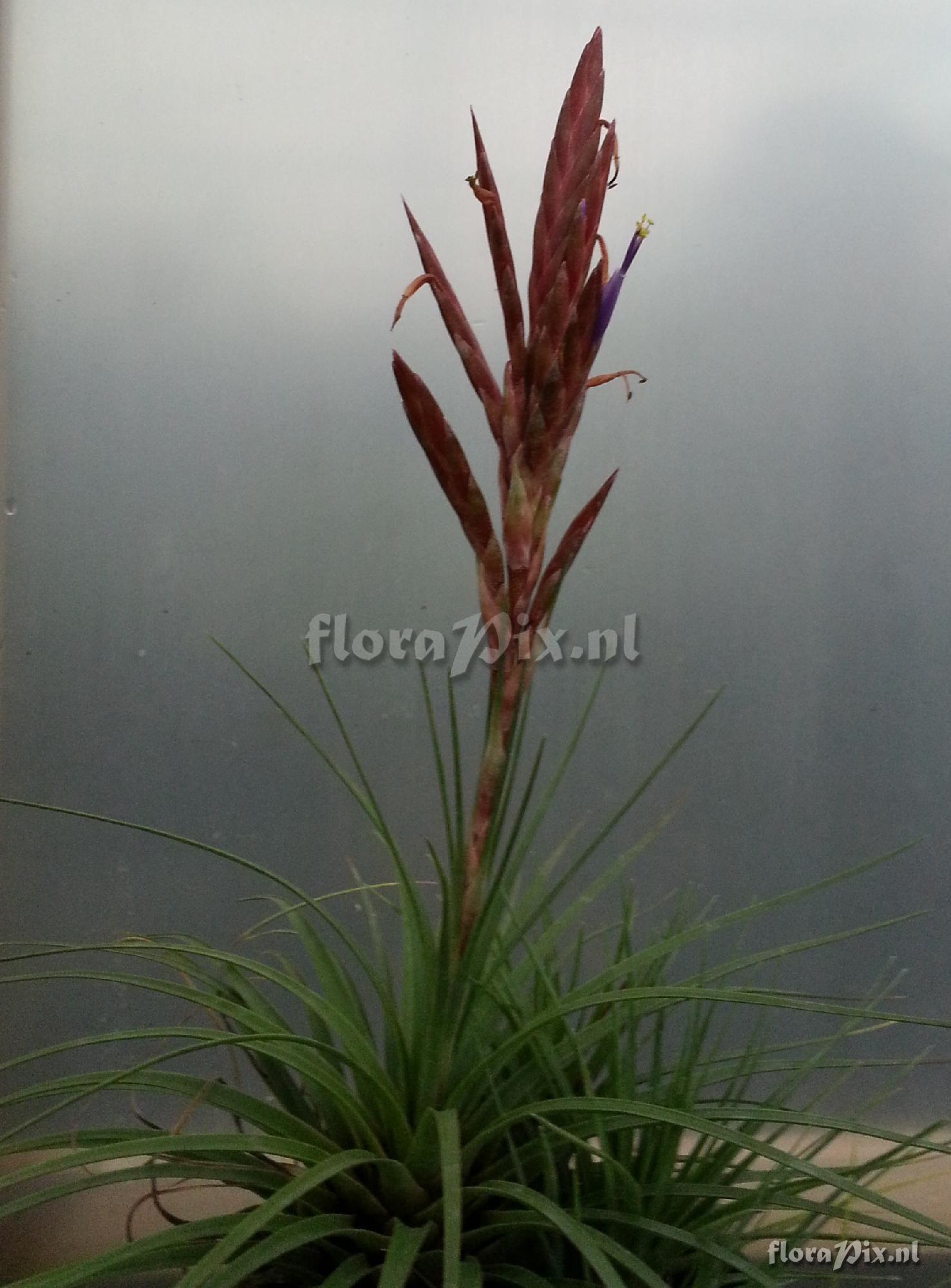 Tillandsia 