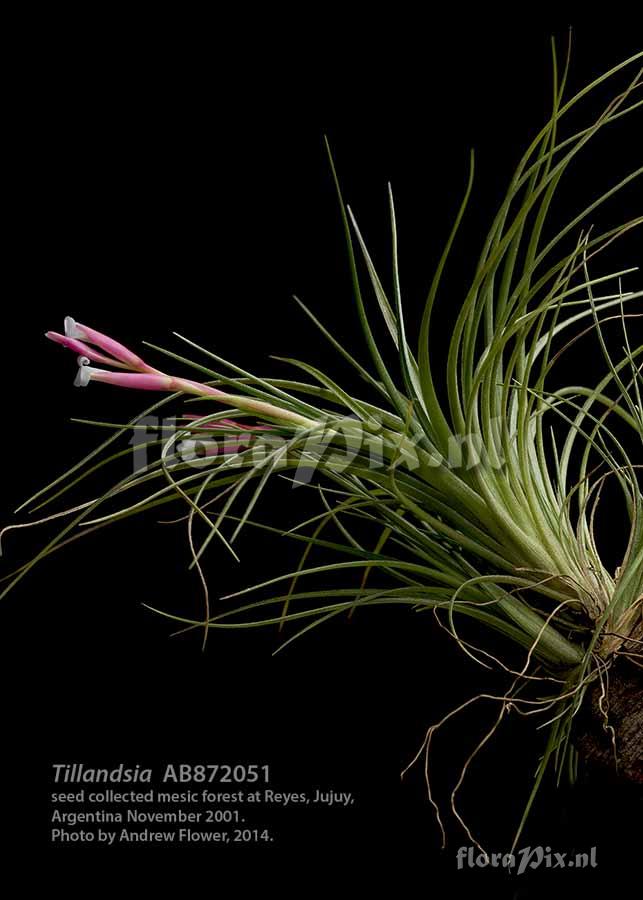 Tillandsia tenuifolia