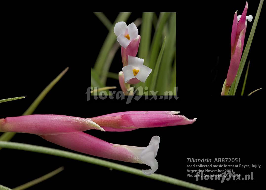 Tillandsia tenuifolia