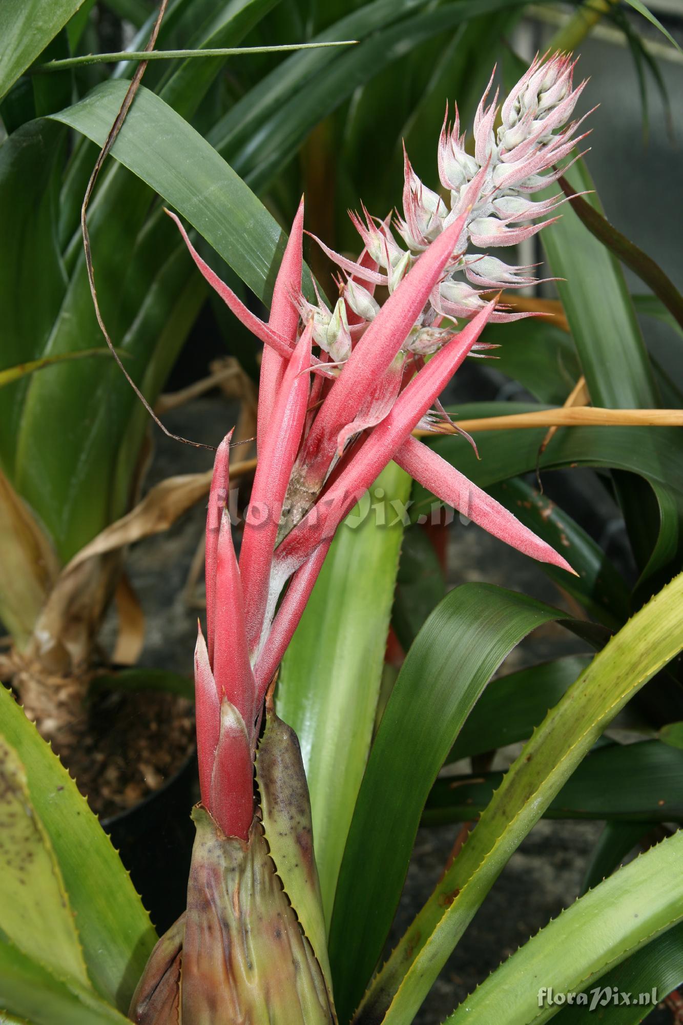 Aechmea brassicoides