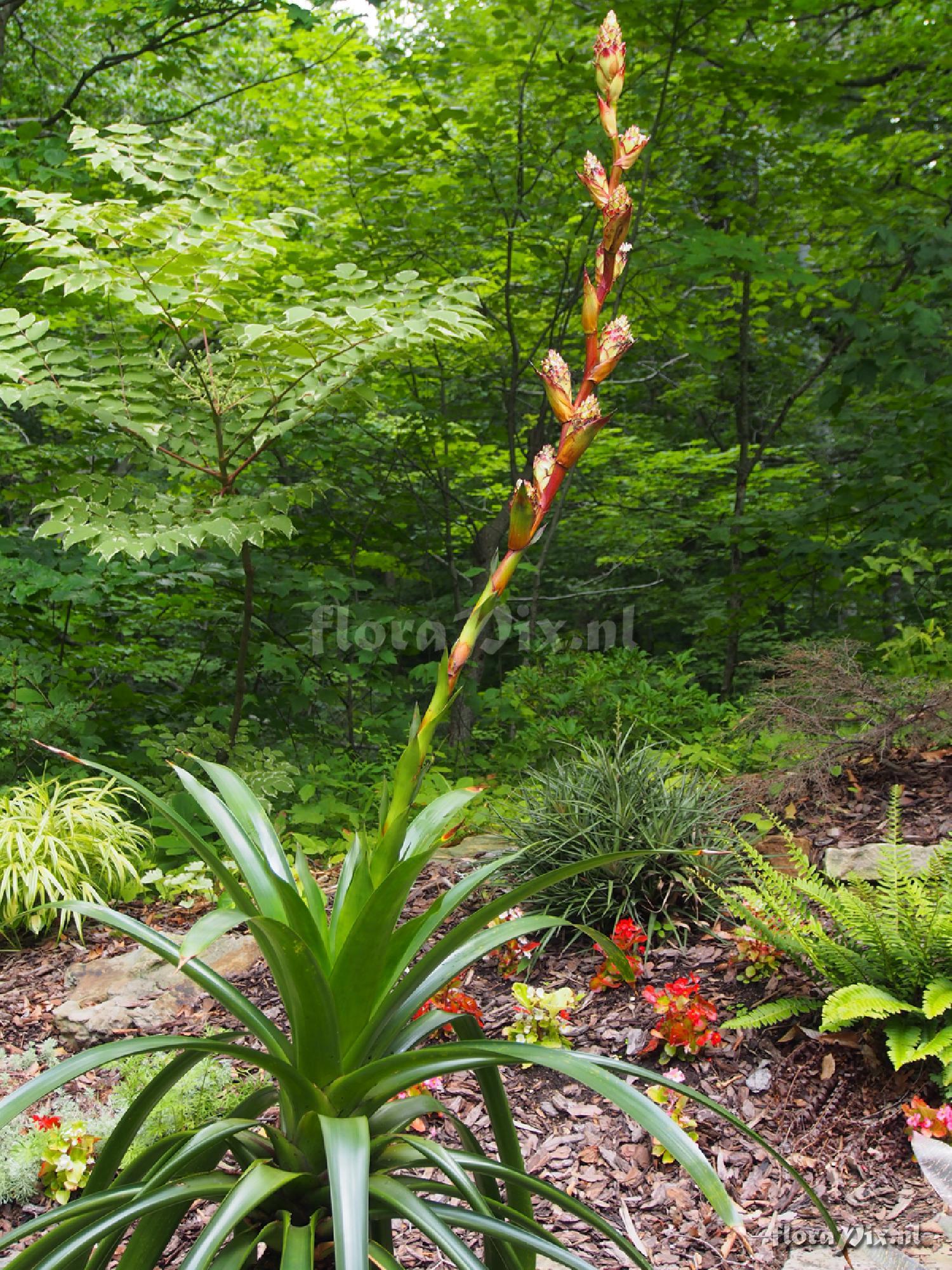 Guzmania killipiana