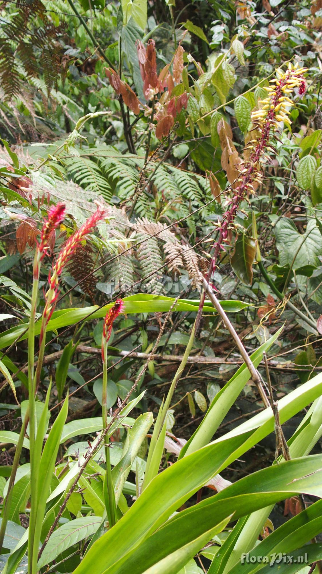 Pitcairnia bicolor