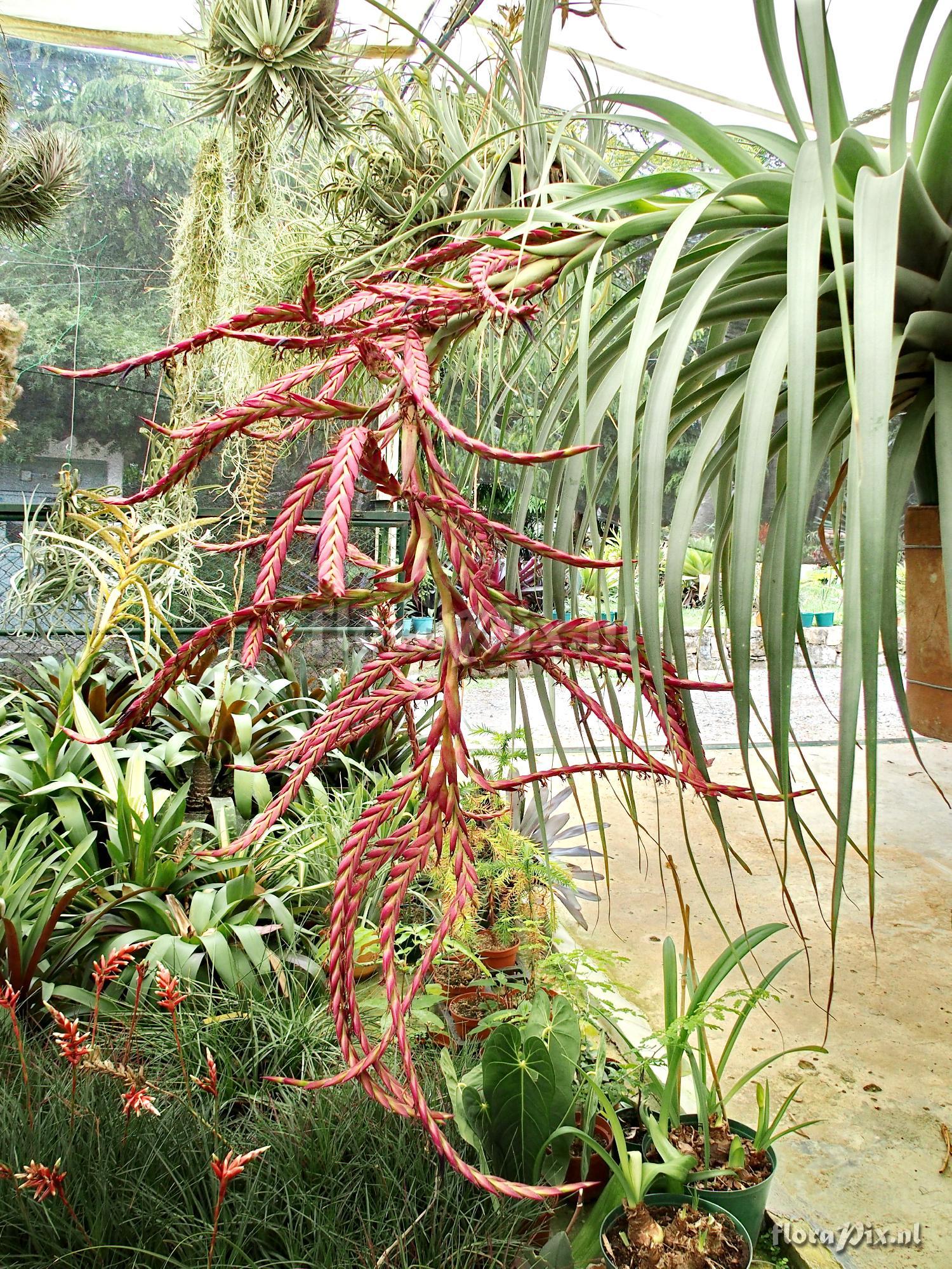 Tillandsia sp.