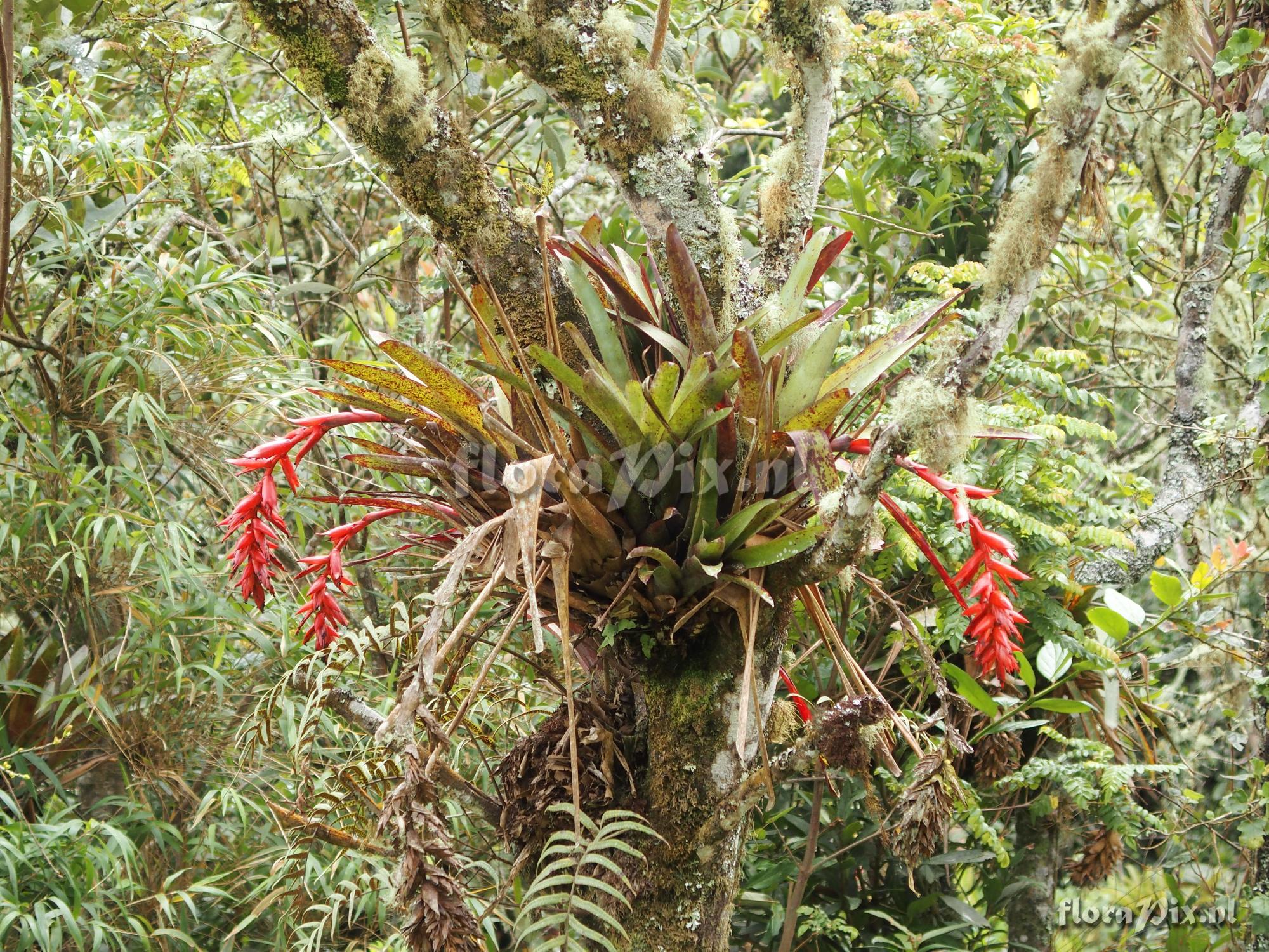 Tillandsia cf. carrierei