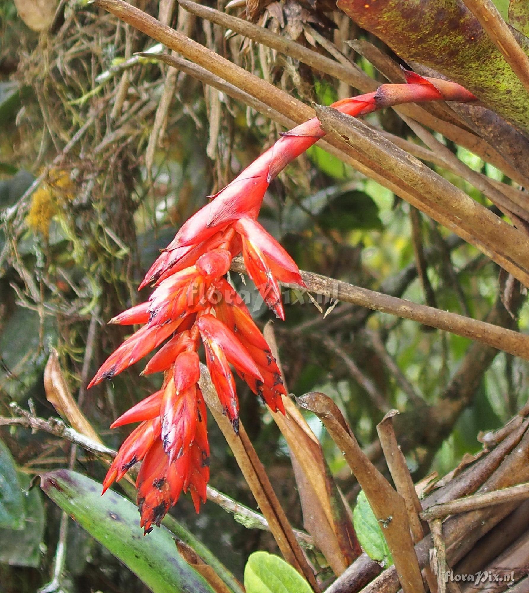 Tillandsia cf. carrierei