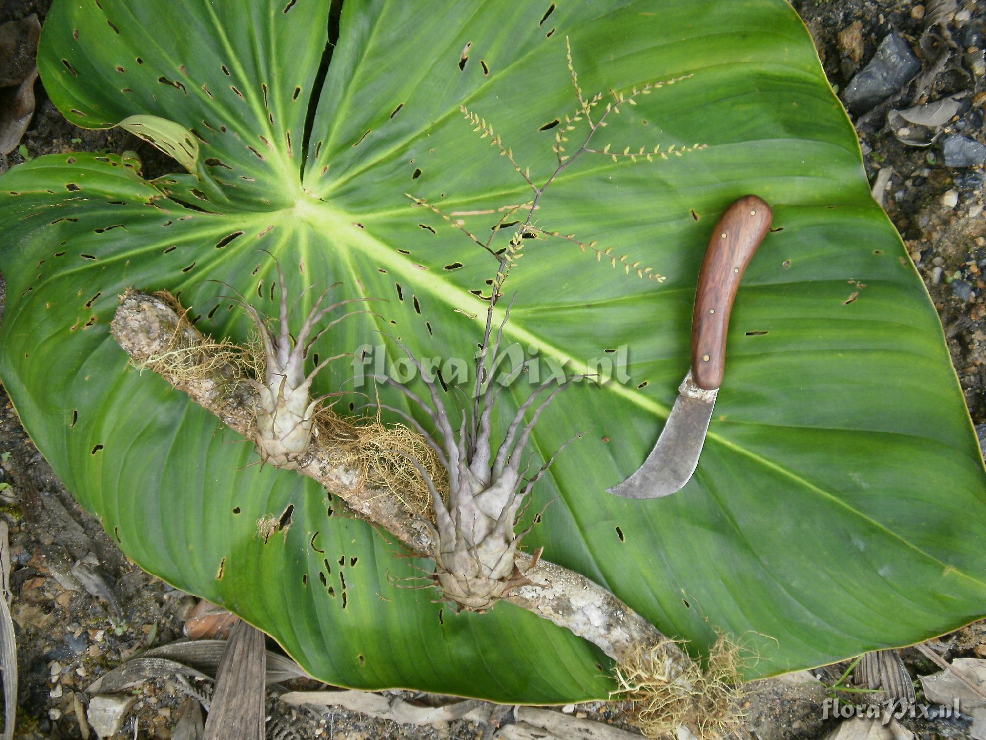 Racinaea parviflora