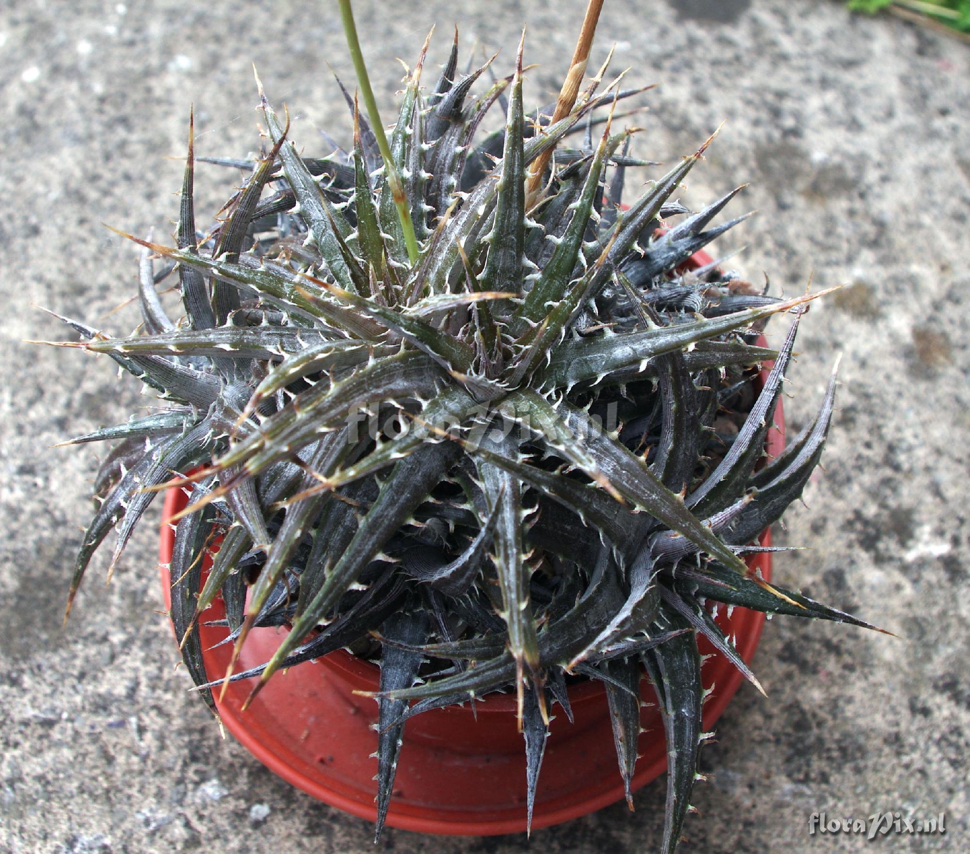 Dyckia RH2942f