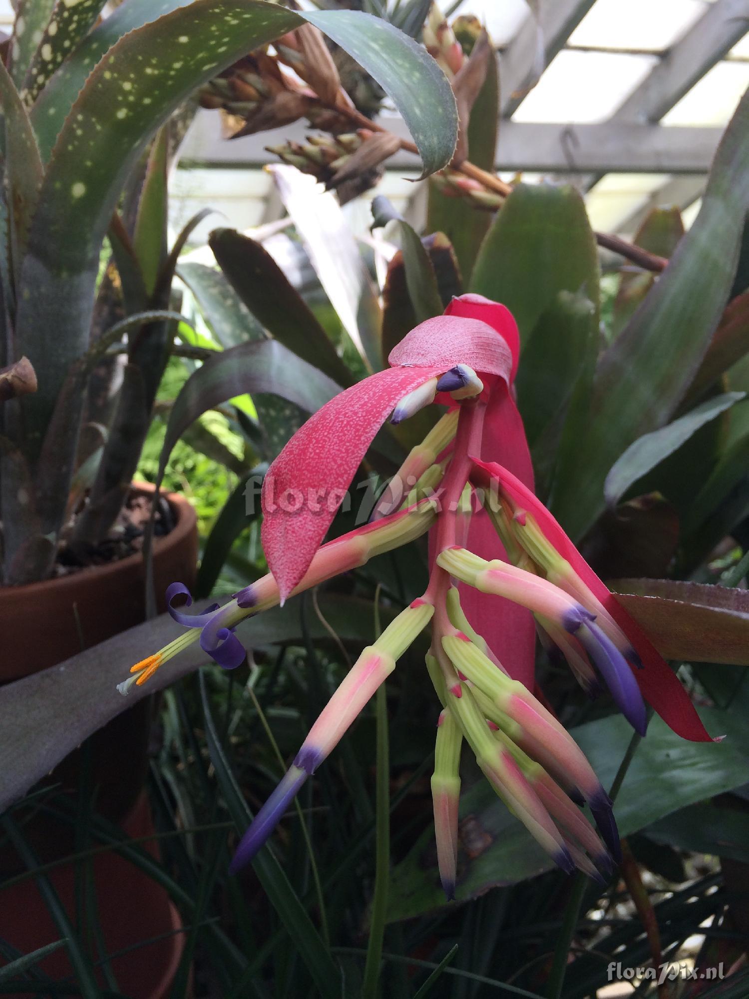 Billbergia 