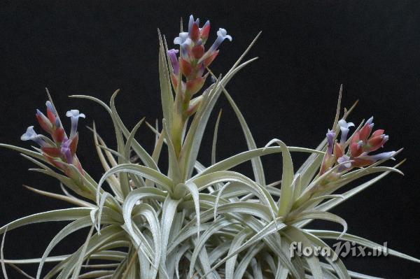 Tillandsia stricta var. albifolia