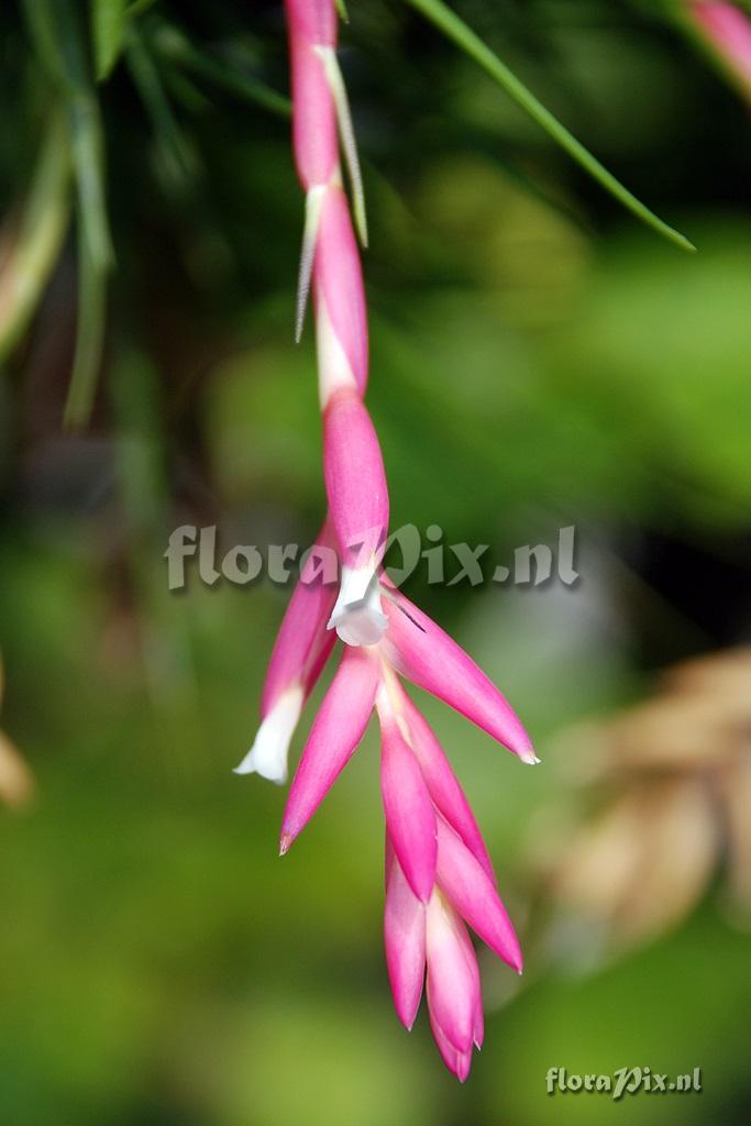 Tillandsia tenuifolia ?