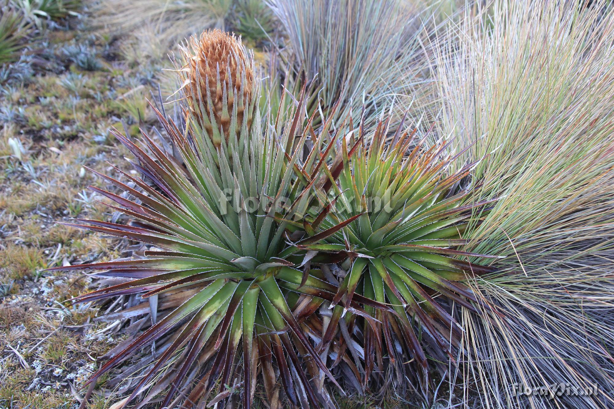 Puya trianae