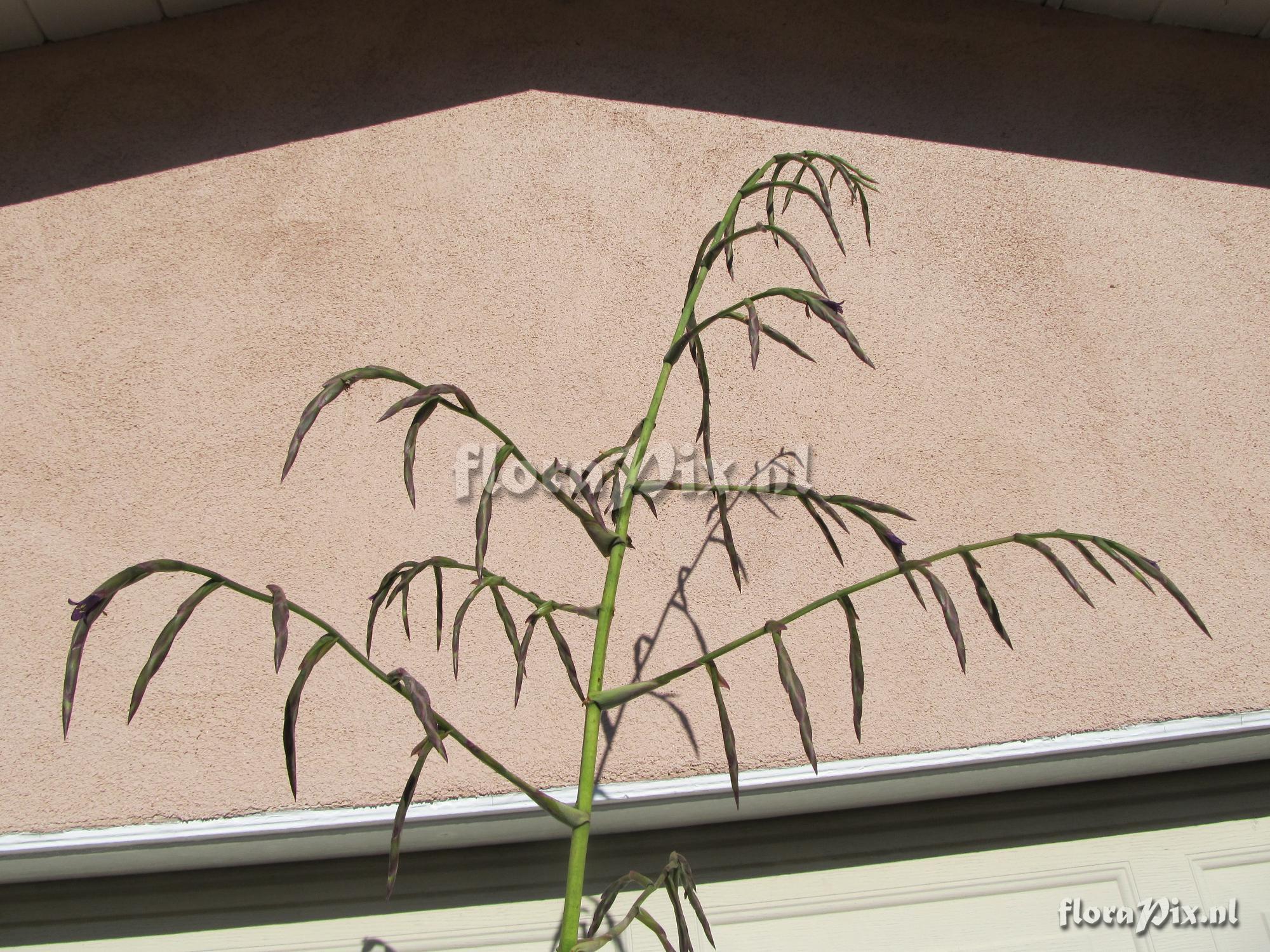 Tillandsia 