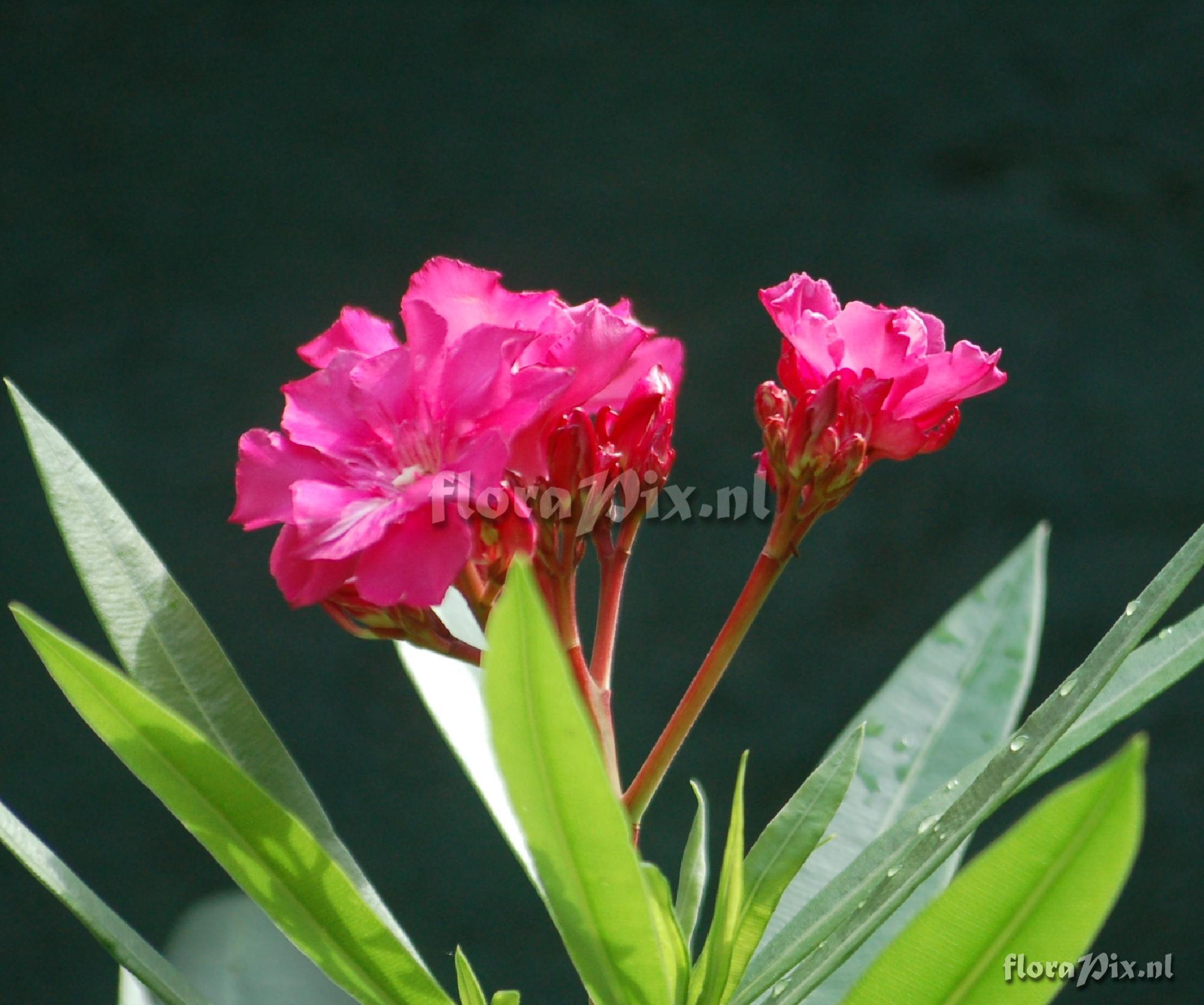 Nerium oleander Apocyanaceae