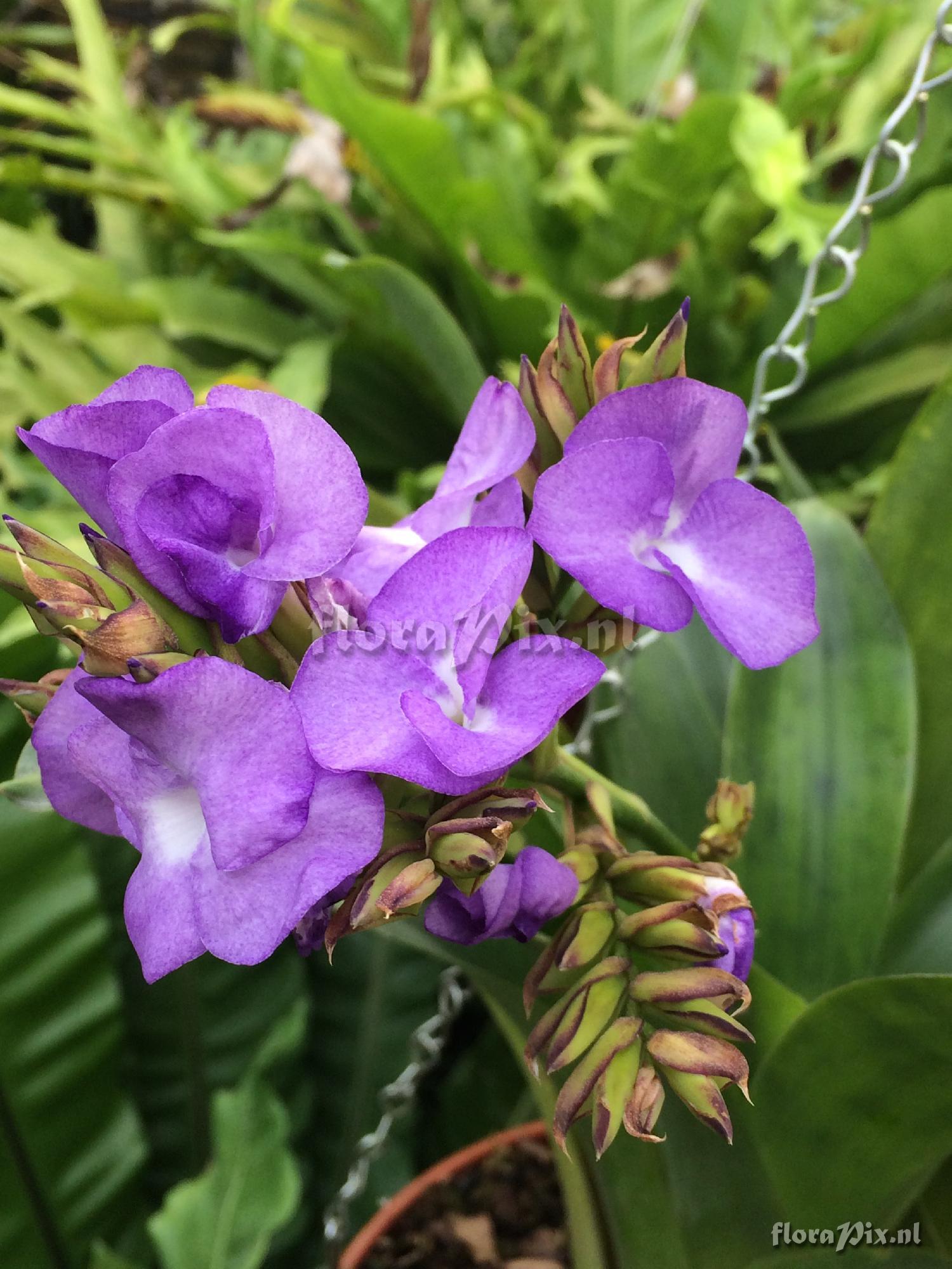 Tillandsia hamaleana