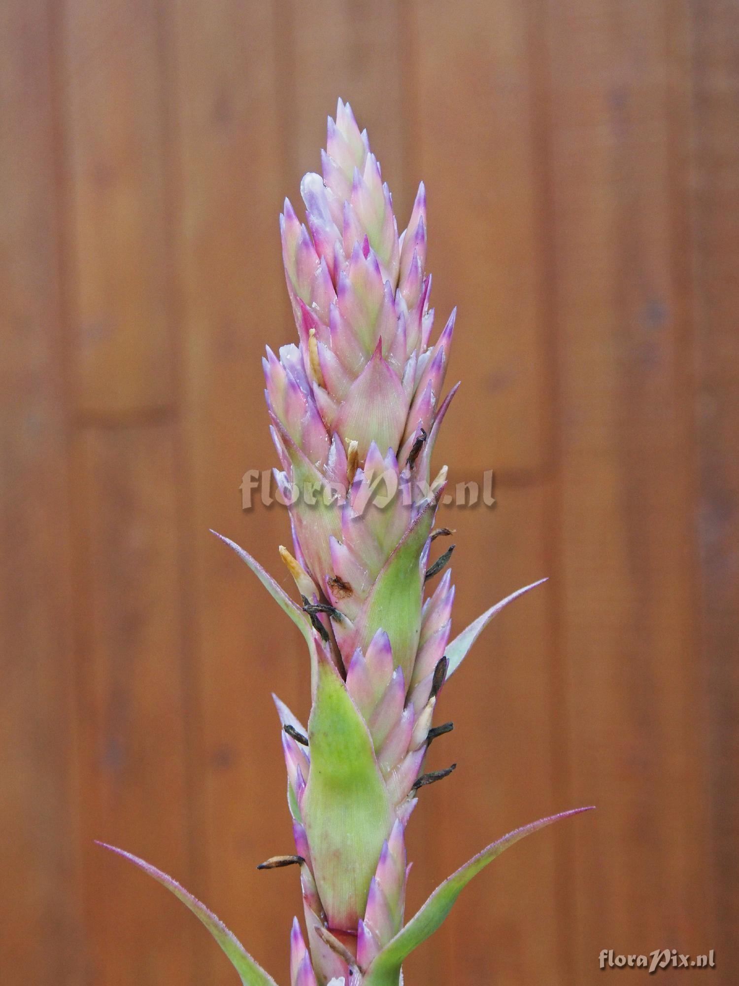 Tillandsia rubroviolacea