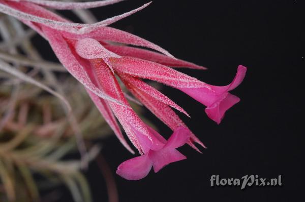 Tillandsia sucrei