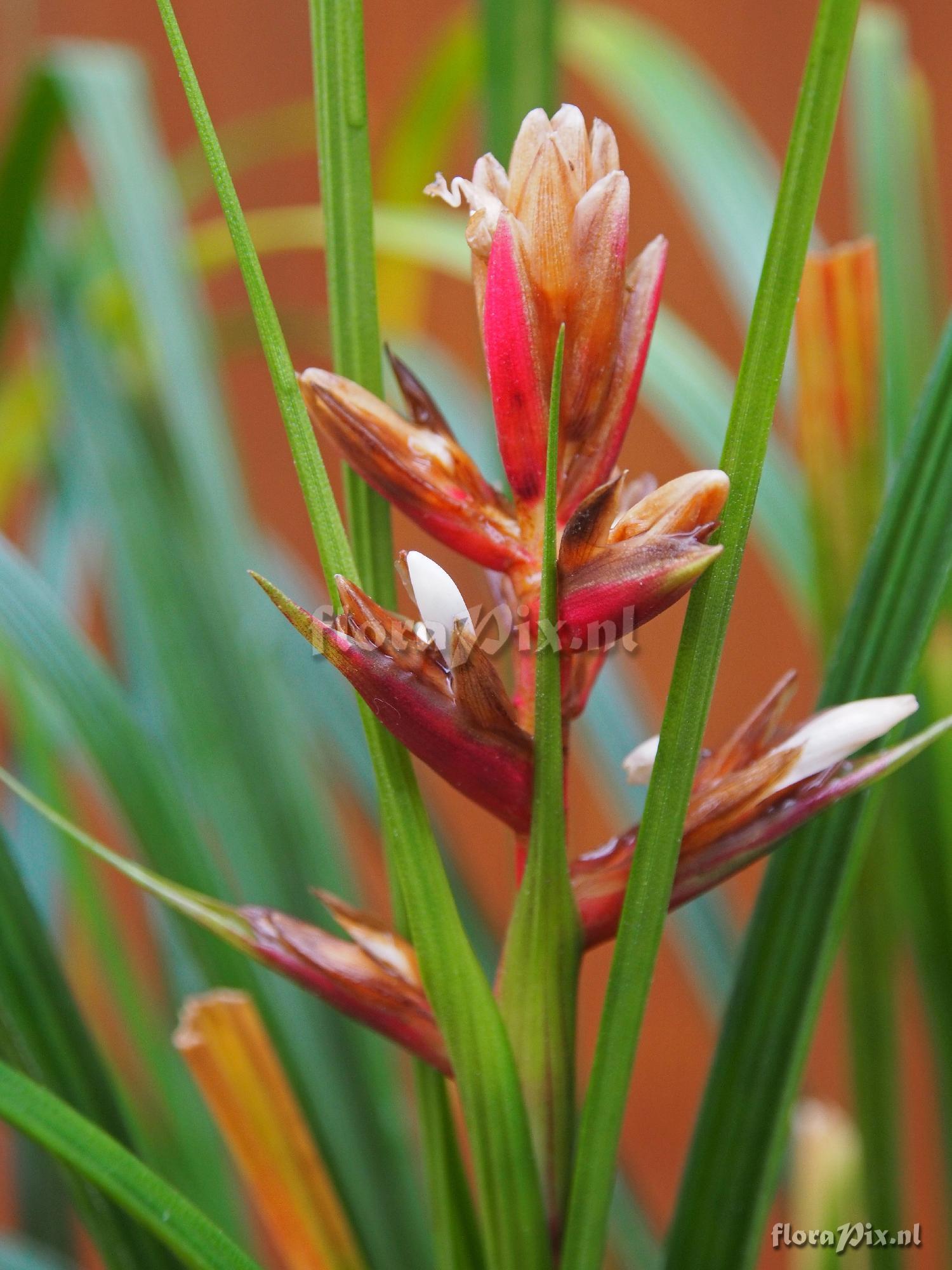 Guzmania calamifolia