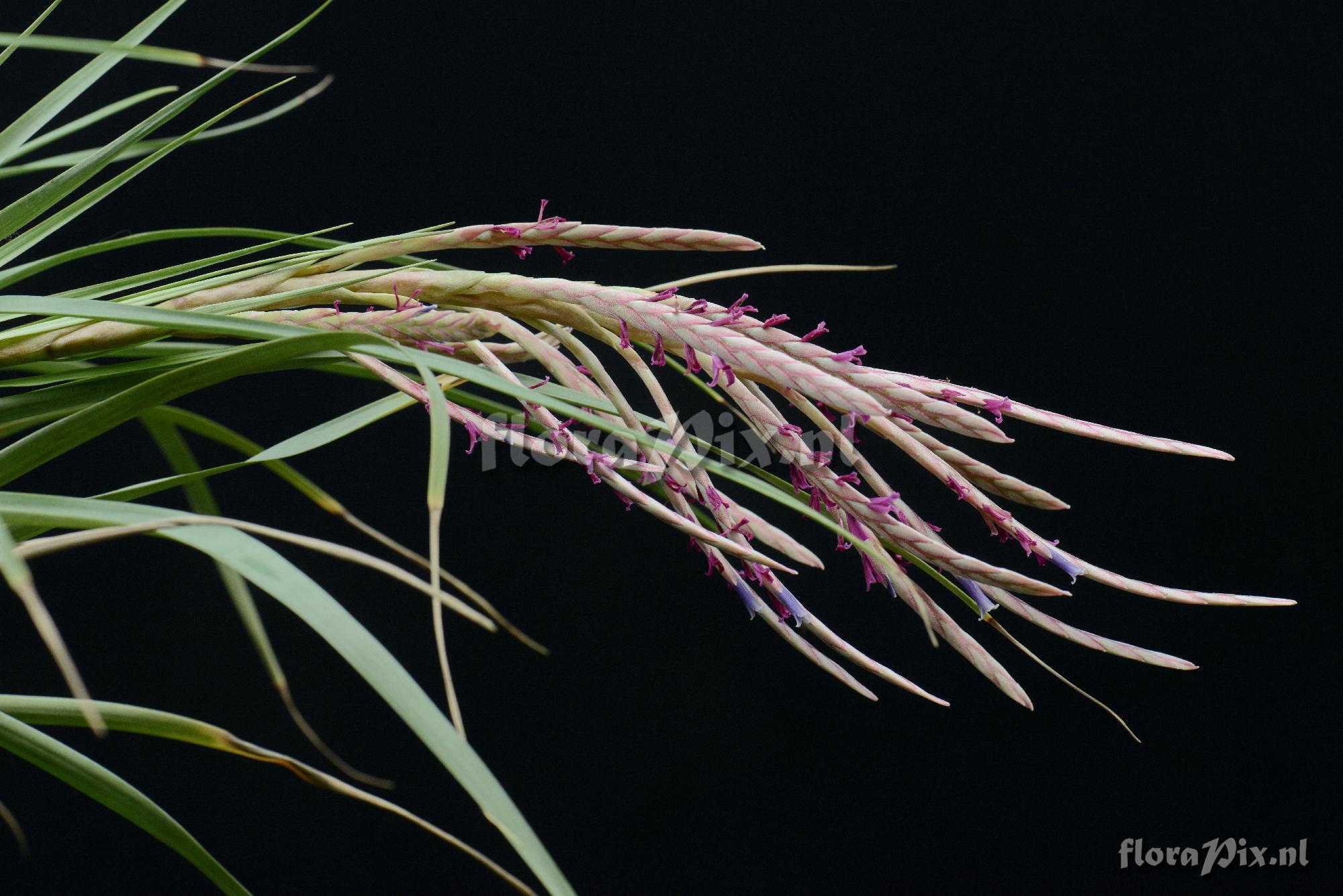 Tillandsia crenulipetala?