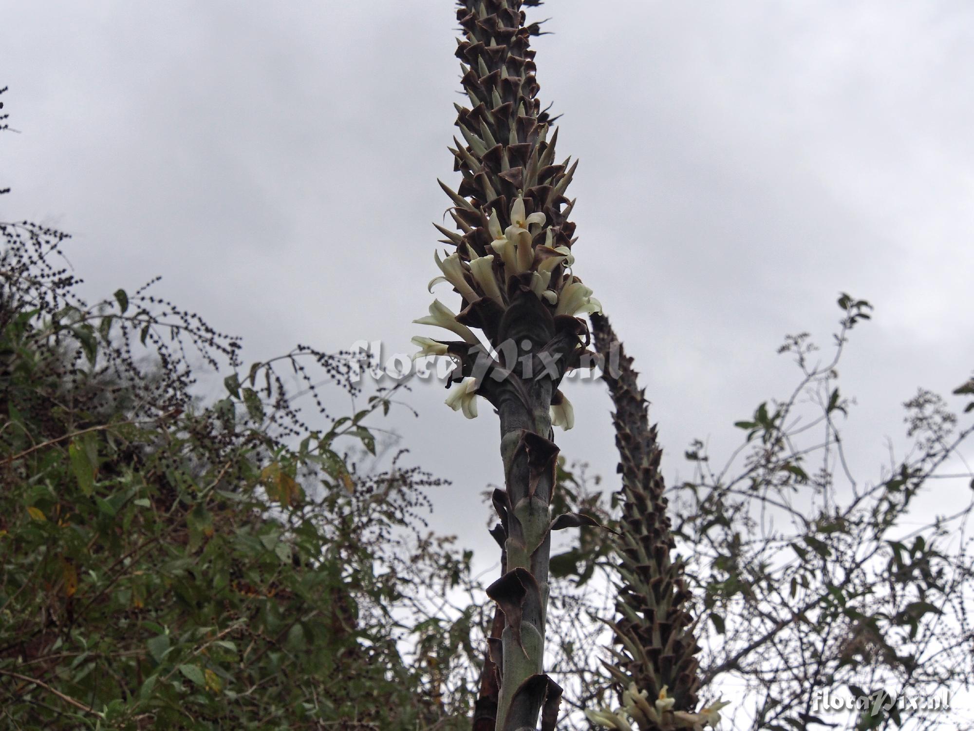 Puya 