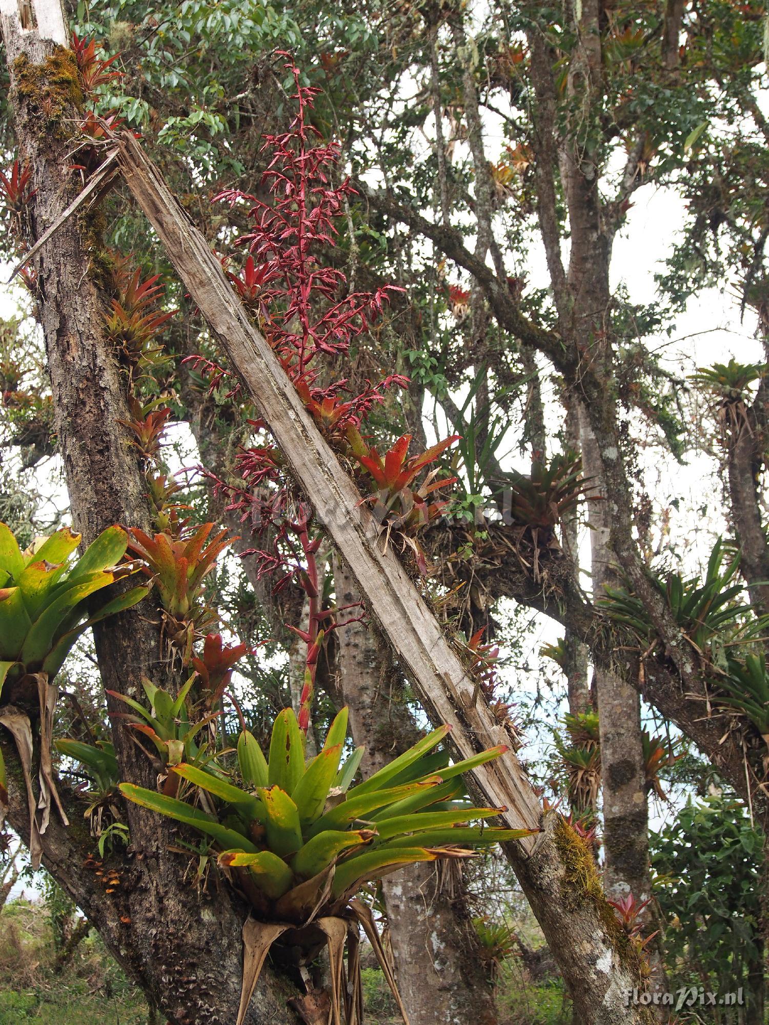 Tillandsia tovarensis