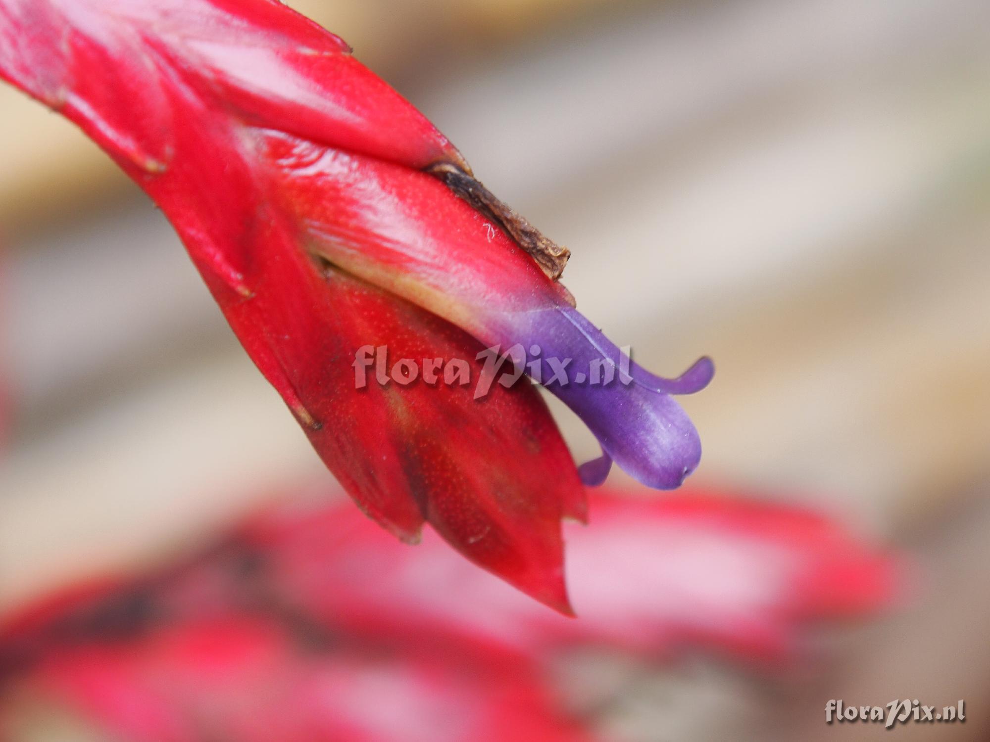 Tillandsia tovarensis