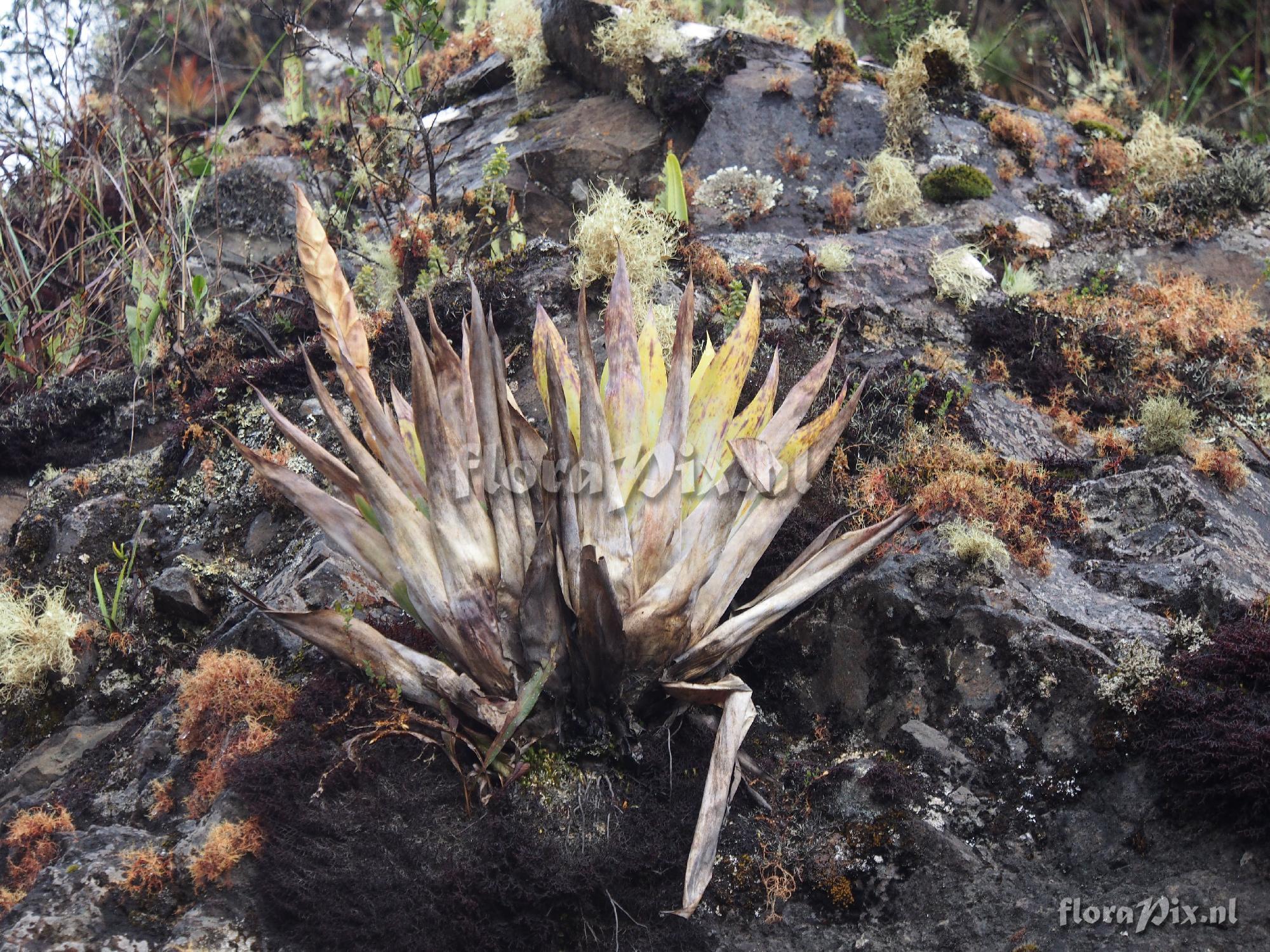 Tillandsia walteri