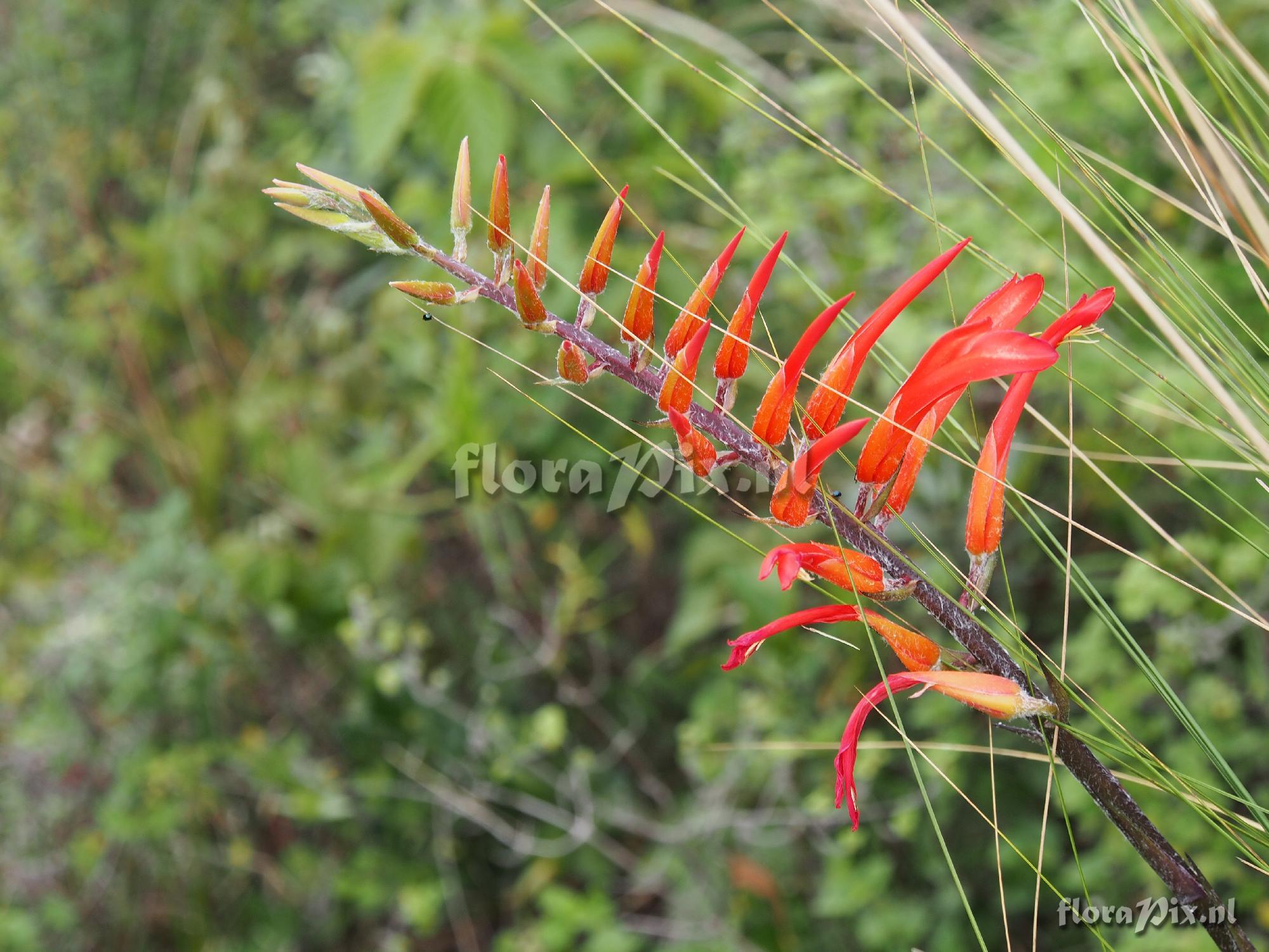 Pitcairnia riparia?