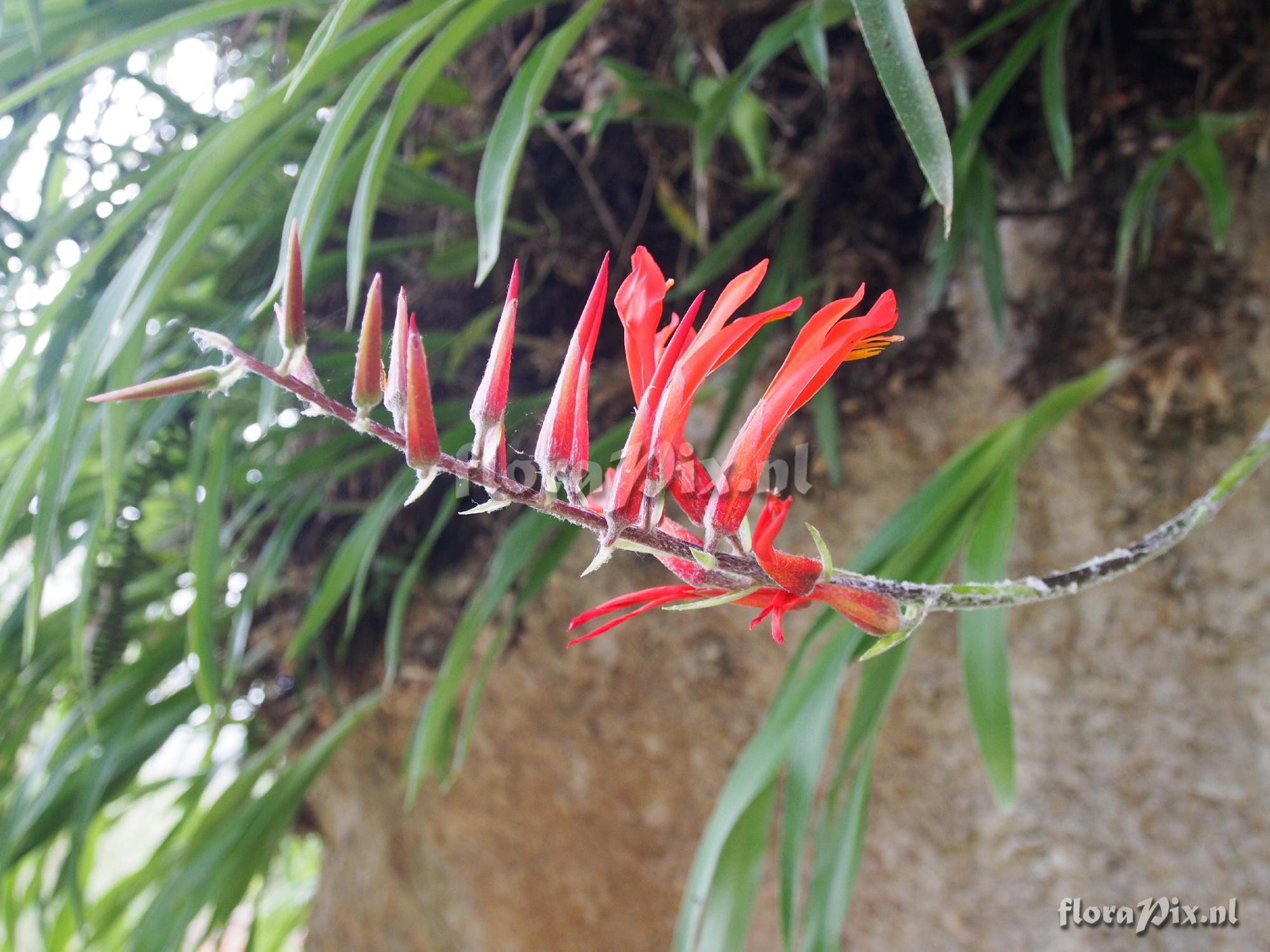 Pitcairnia riparia?