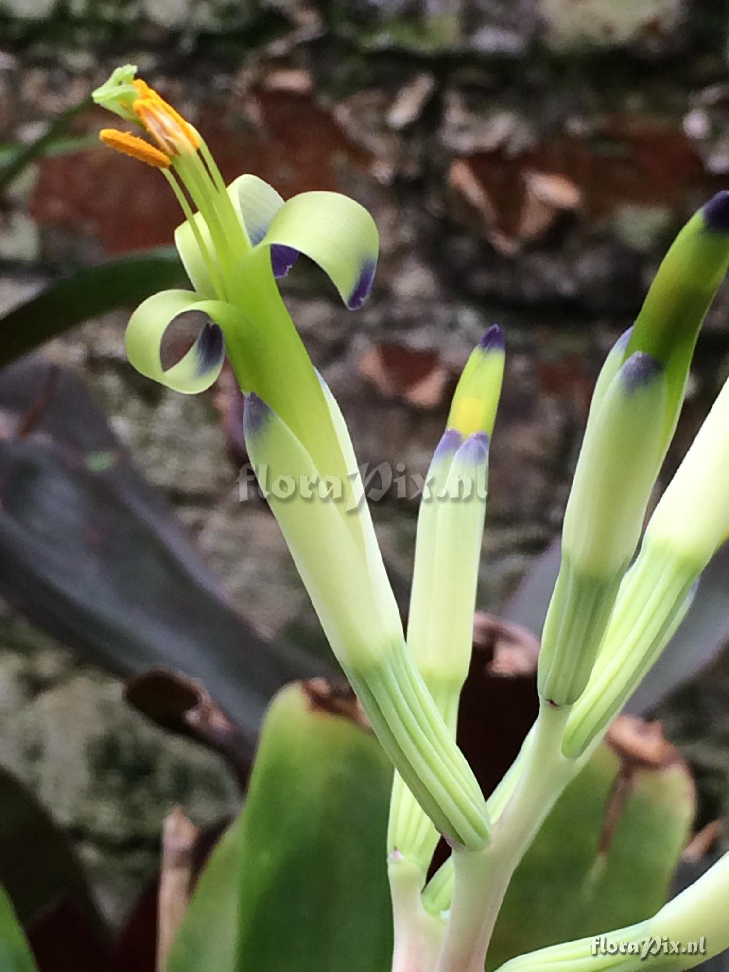 Billbergia 