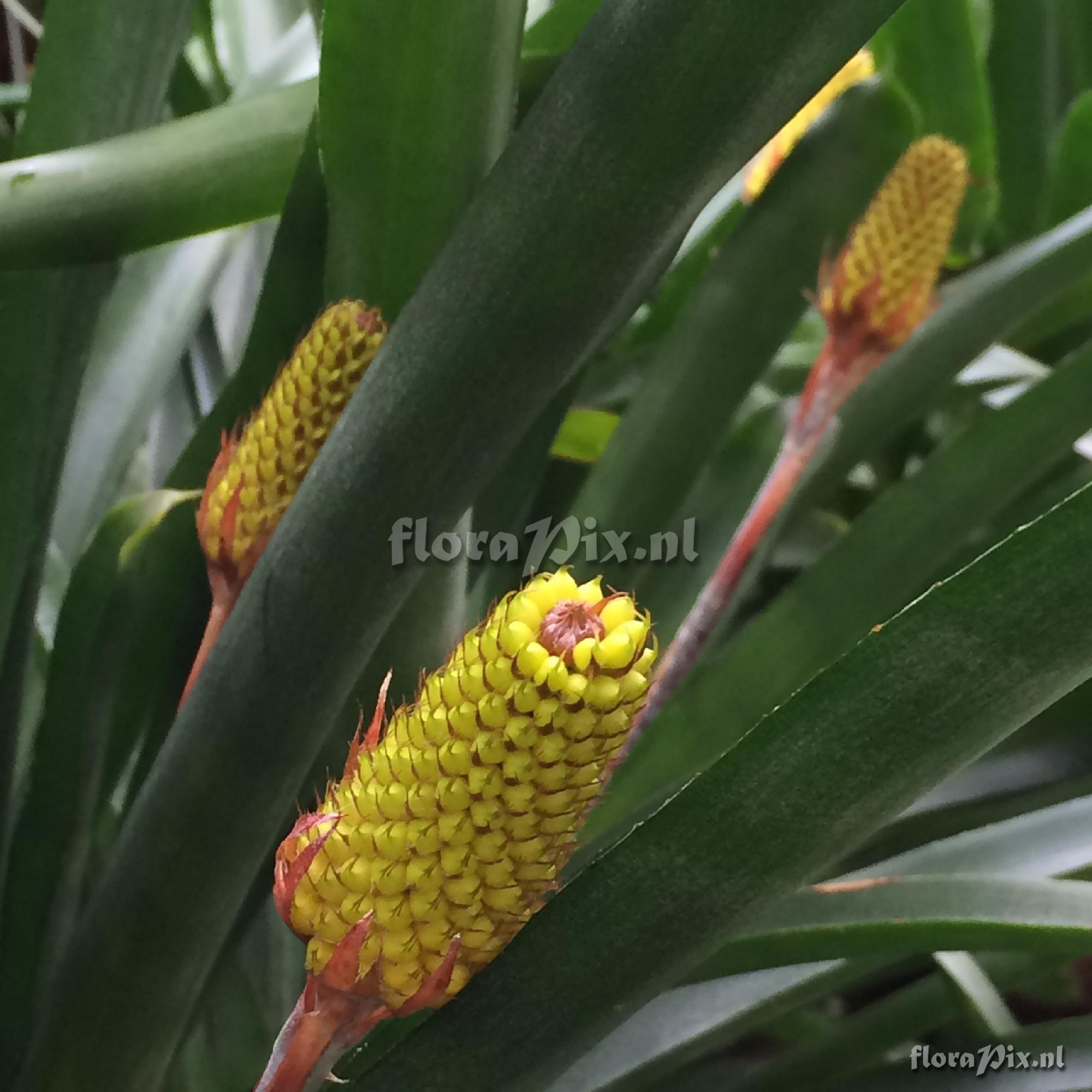 Aechmea comata