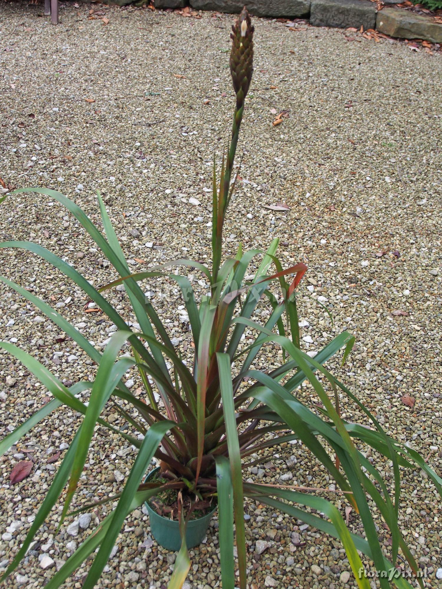 Guzmania foetida