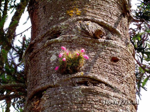 Tillandsia stricta