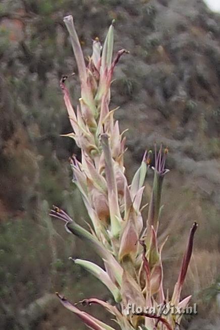 Puya densiflora