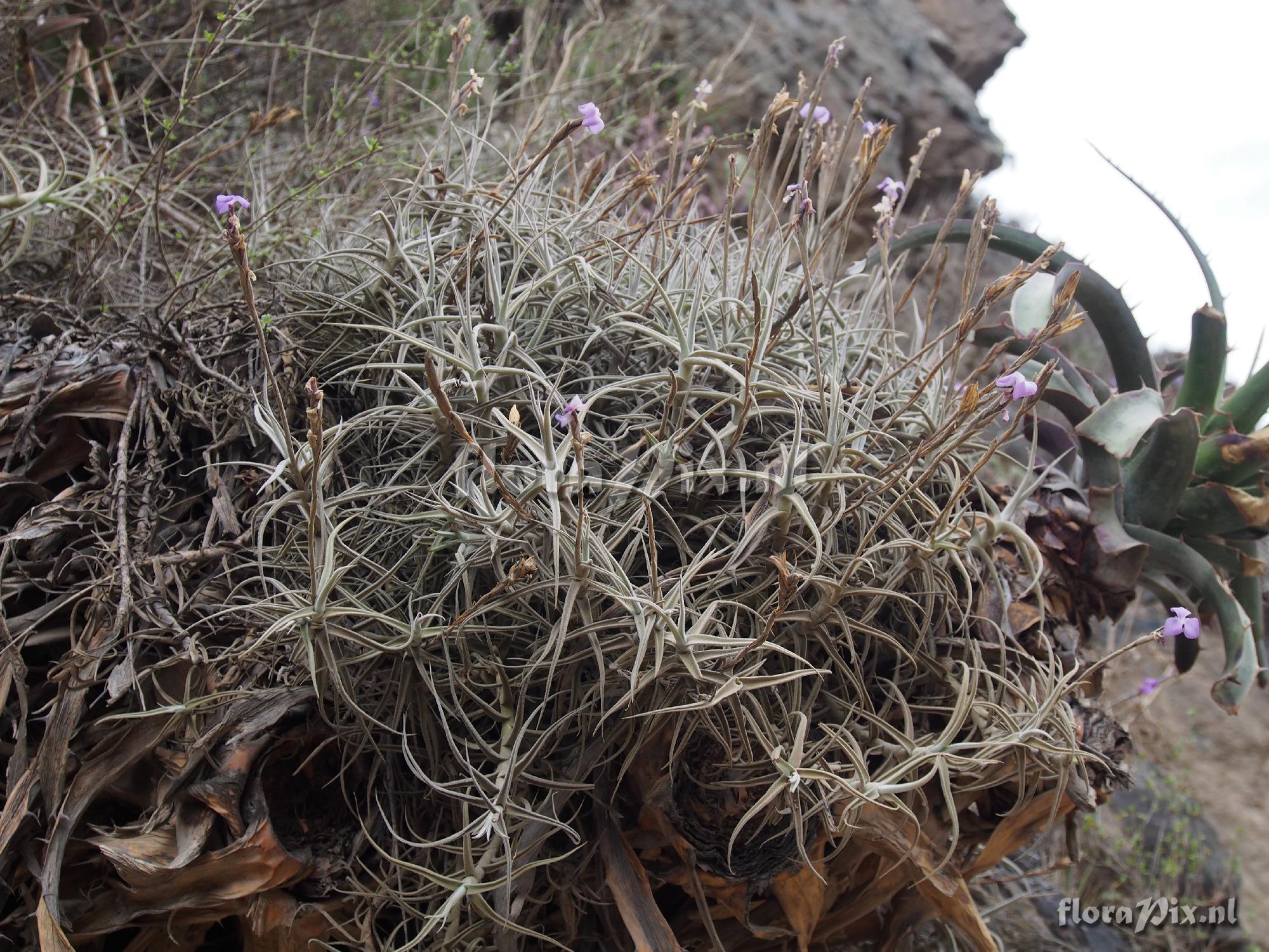 Tillandsia paleacea