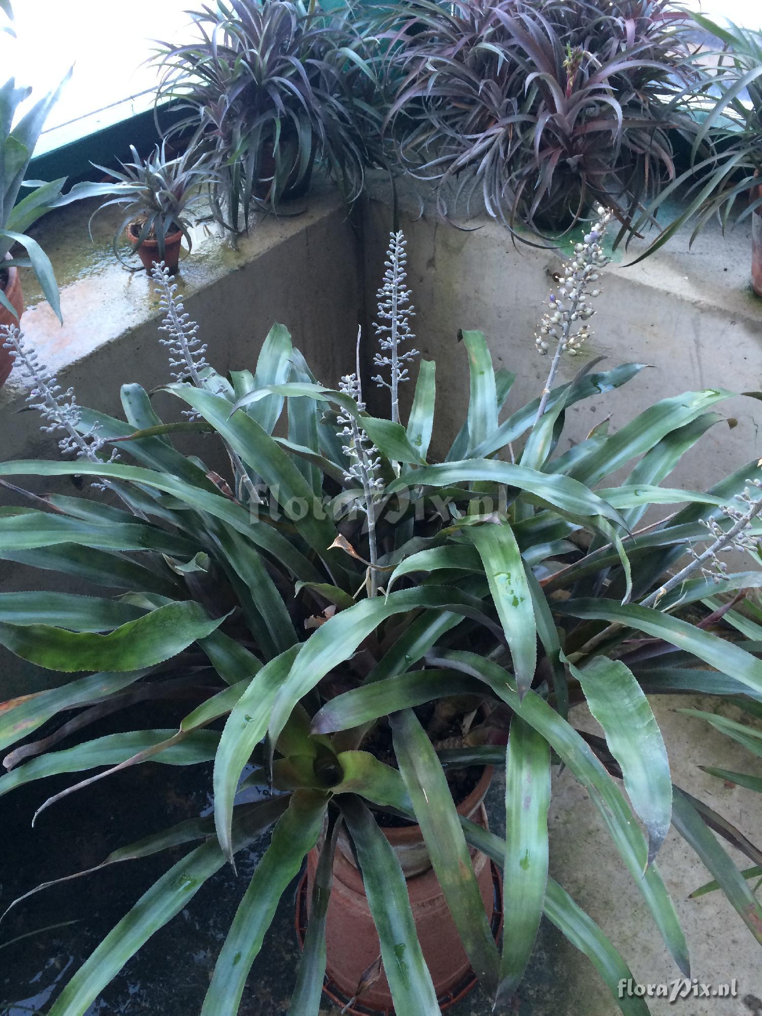 Aechmea lueddemanniana