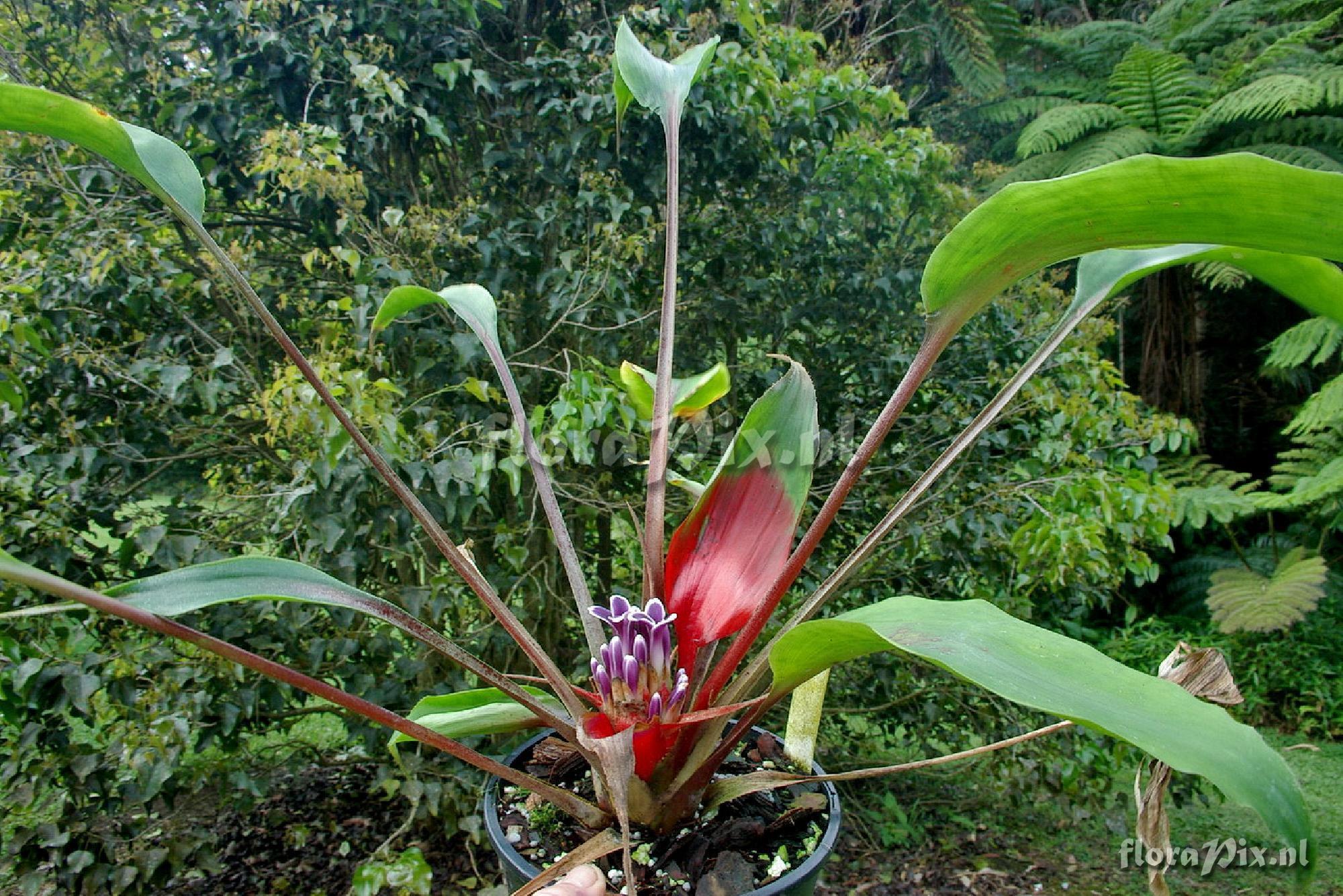 Bromelia scarlatina