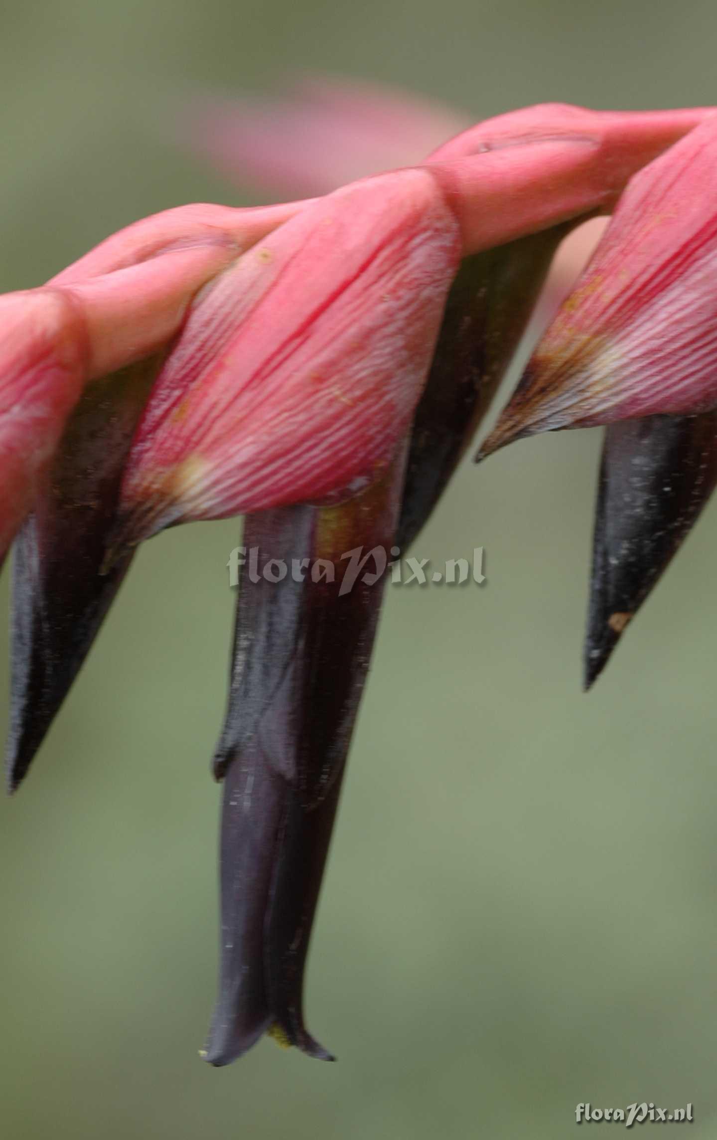 Tillandsia secunda