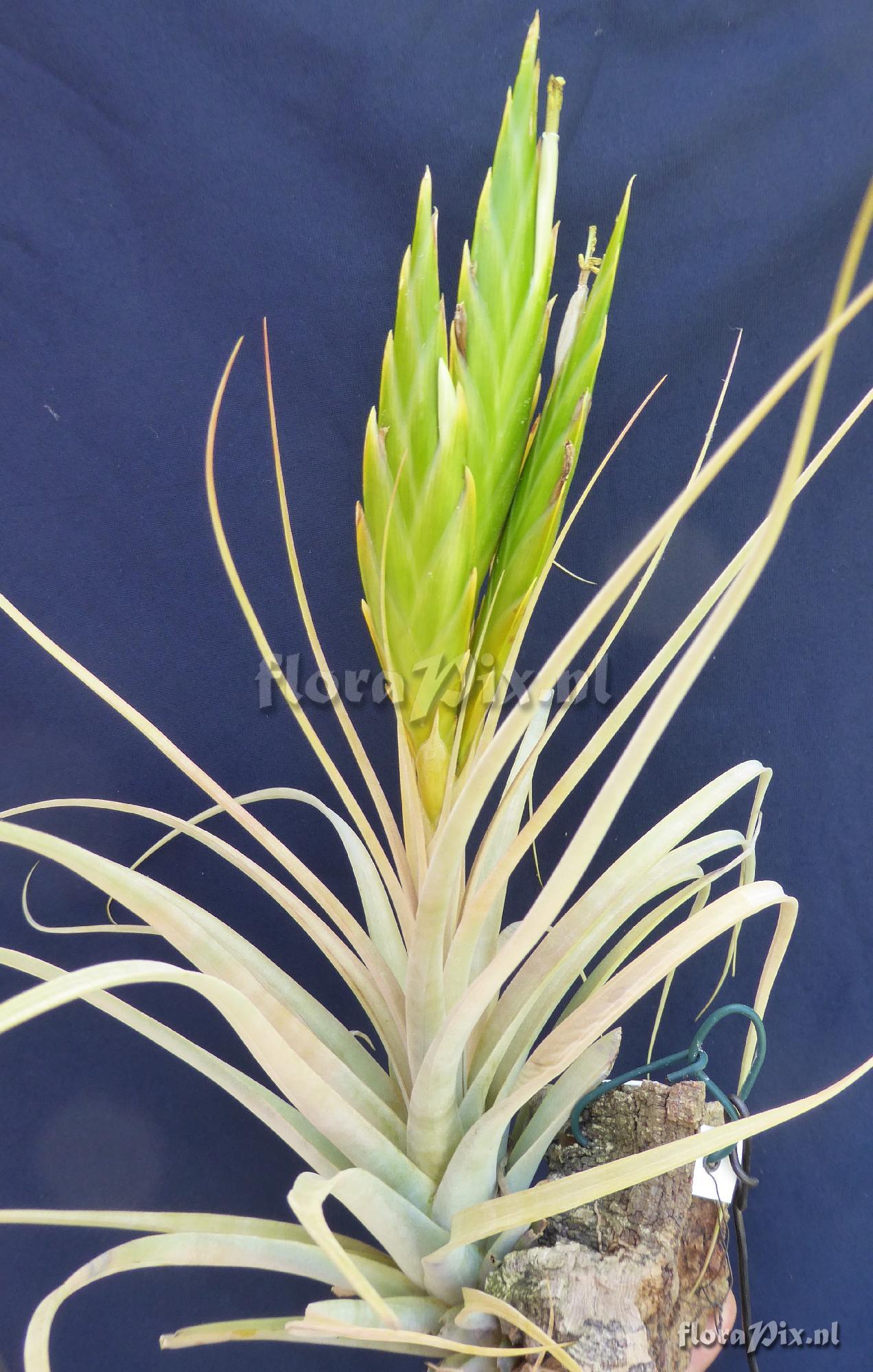 Tillandsia mcvaughii